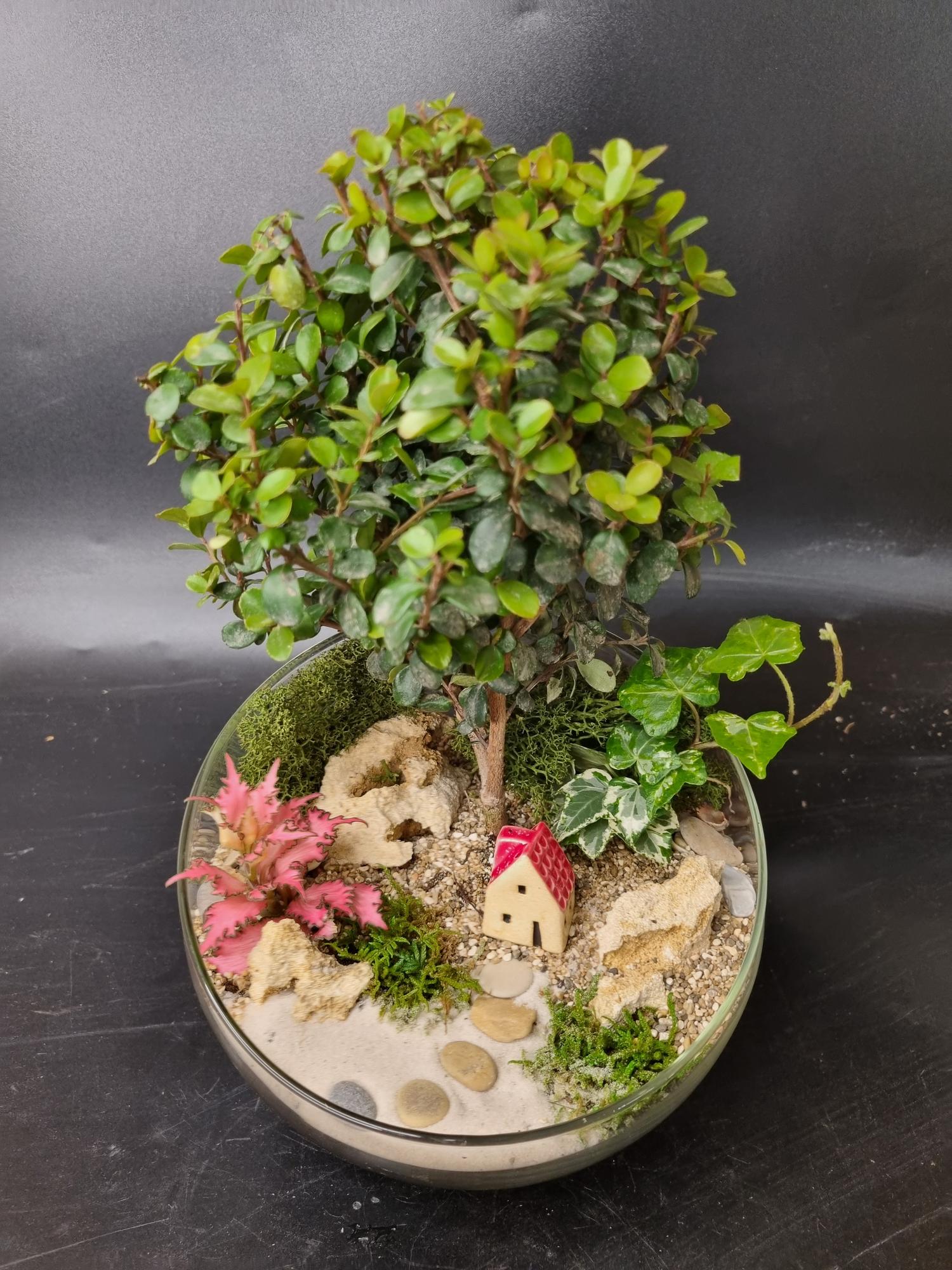 Бонсай со ступенями (размер М)