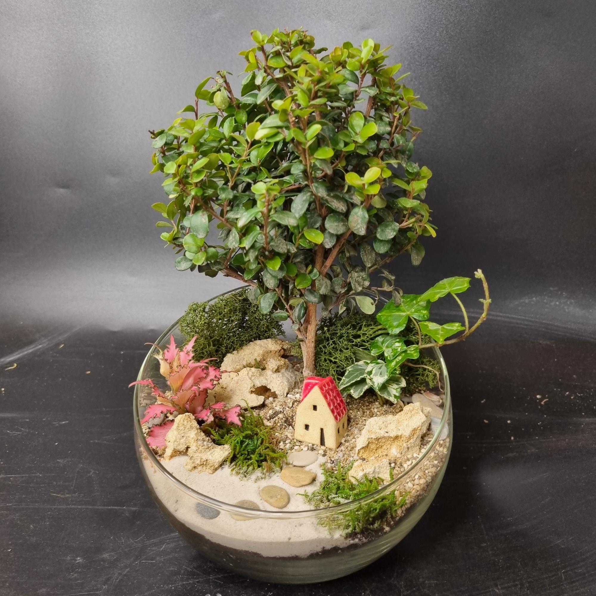 Бонсай со ступенями (размер М)