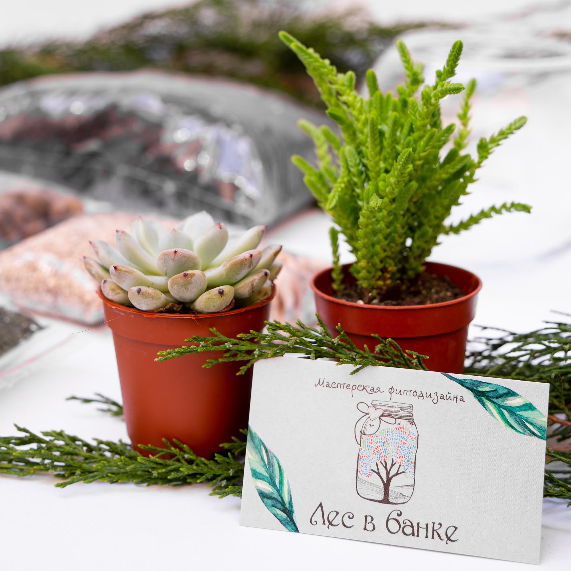 Набор "Суккуленты в шаре S"