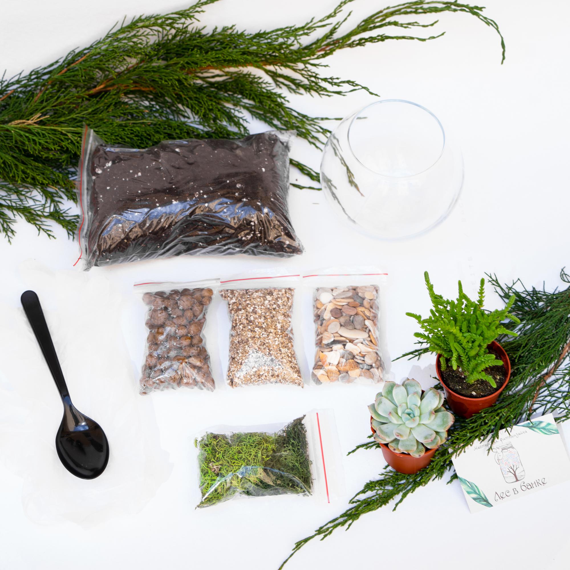 Набор "Суккуленты в шаре S"