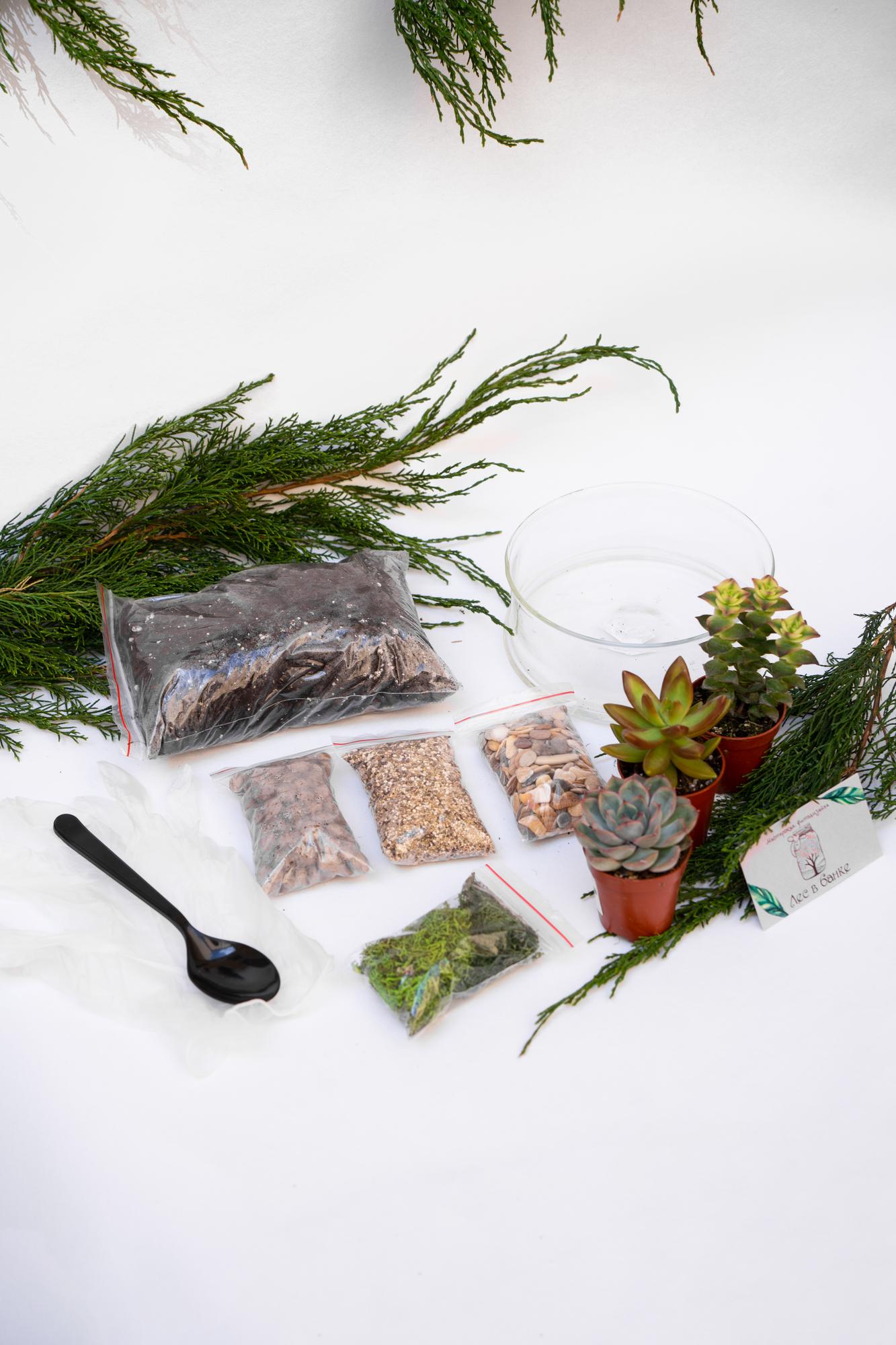 Набор "Суккуленты в сфере М"