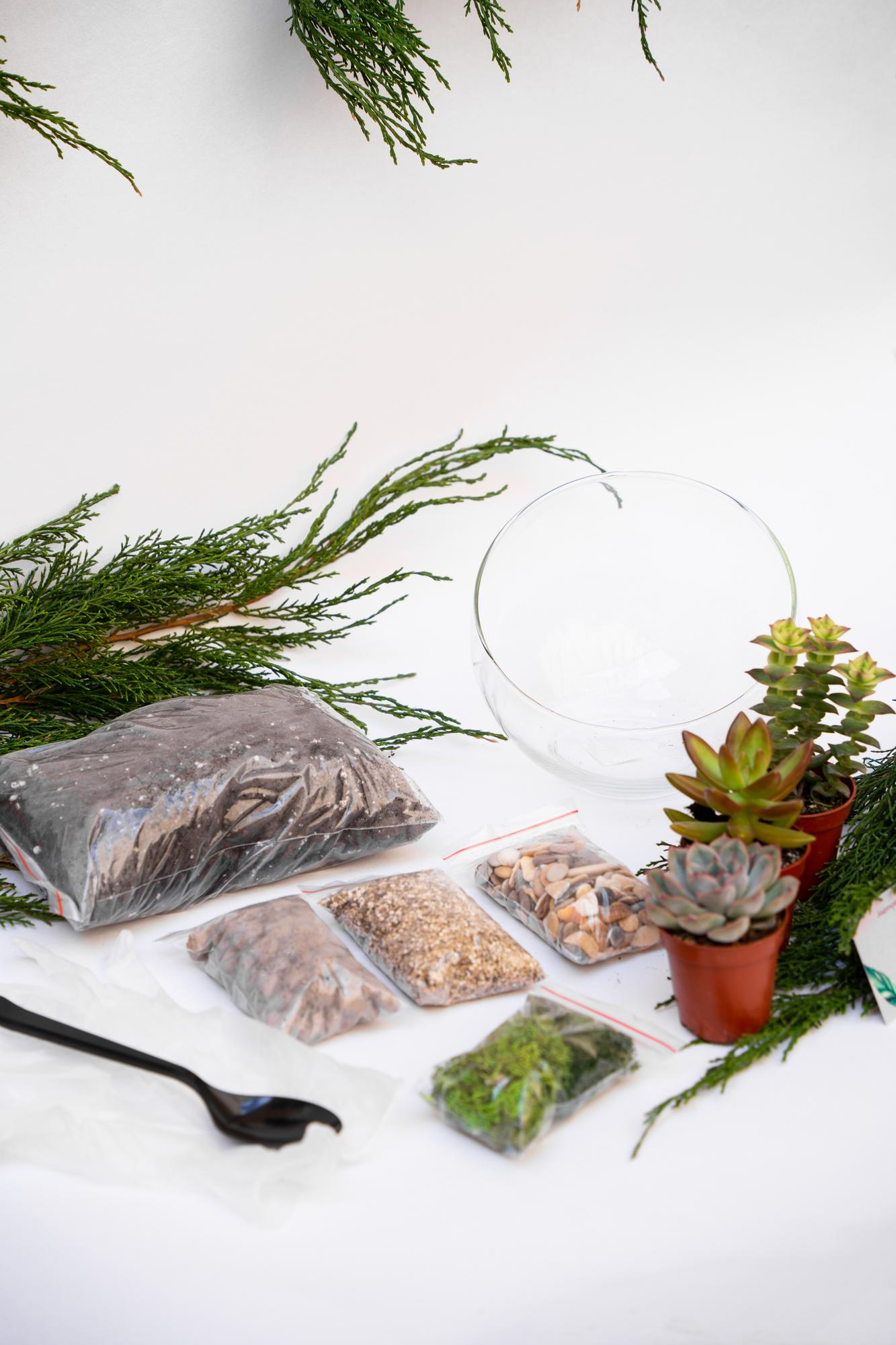 Набор "Суккуленты в сфере М"