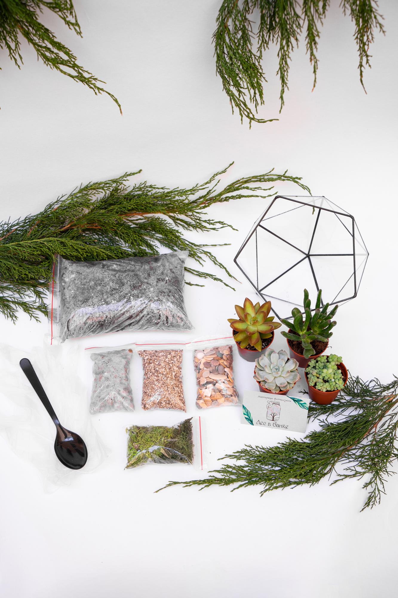 Набор "Суккуленты в икосаэдре М"