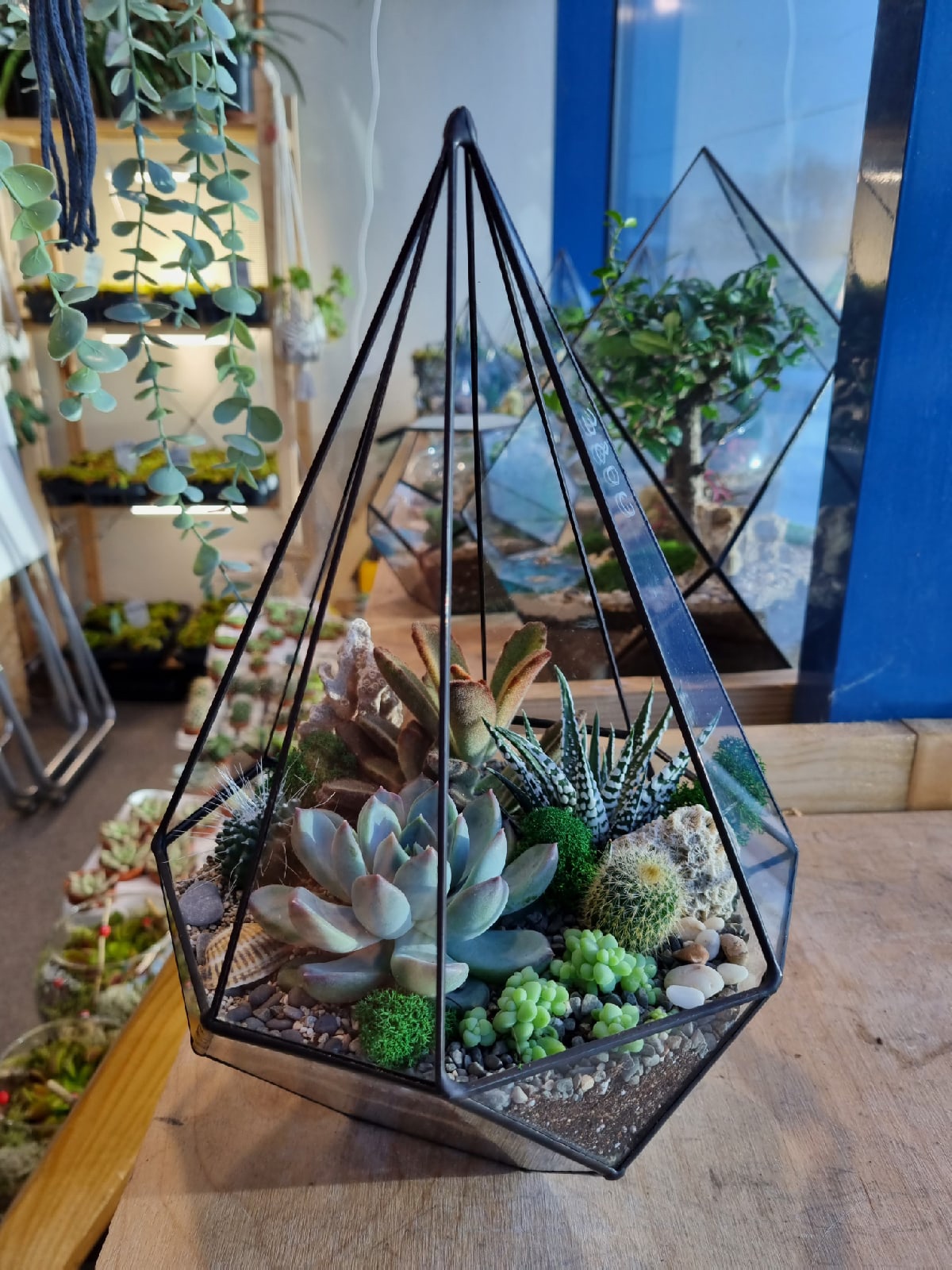 Набор "Суккуленты в резной капле"