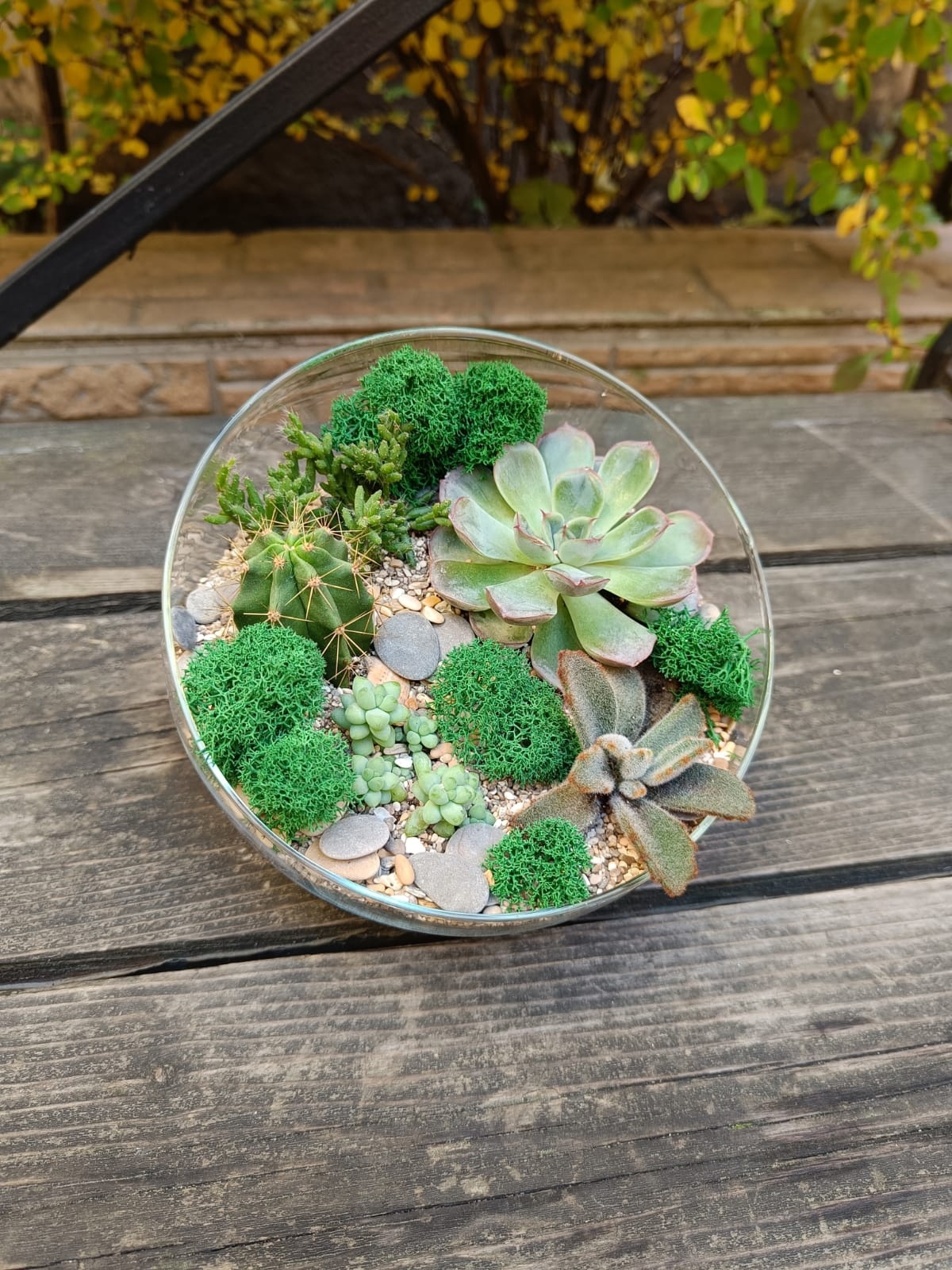 Садик суккулентов (размер М) в сфере