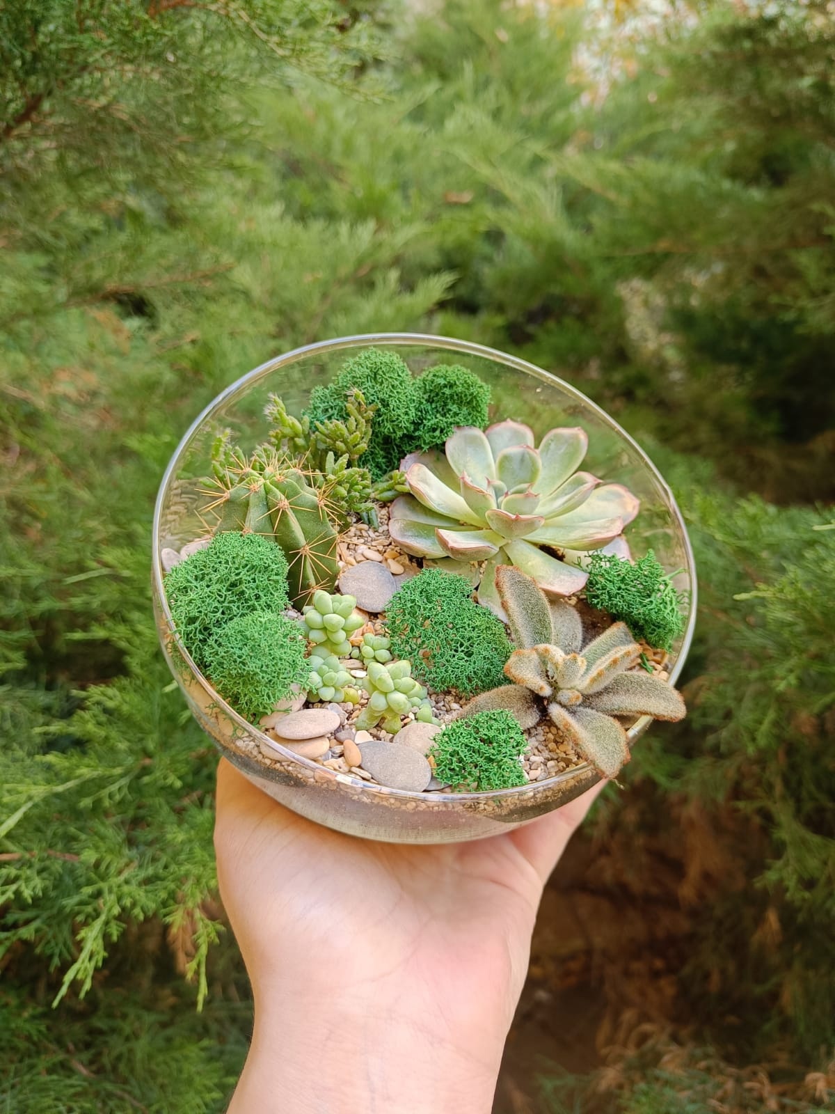 Садик суккулентов (размер М) в сфере
