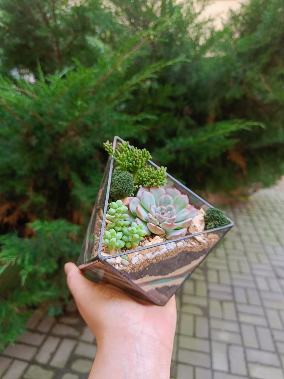 Вытянутый октаэдр с суккулентами