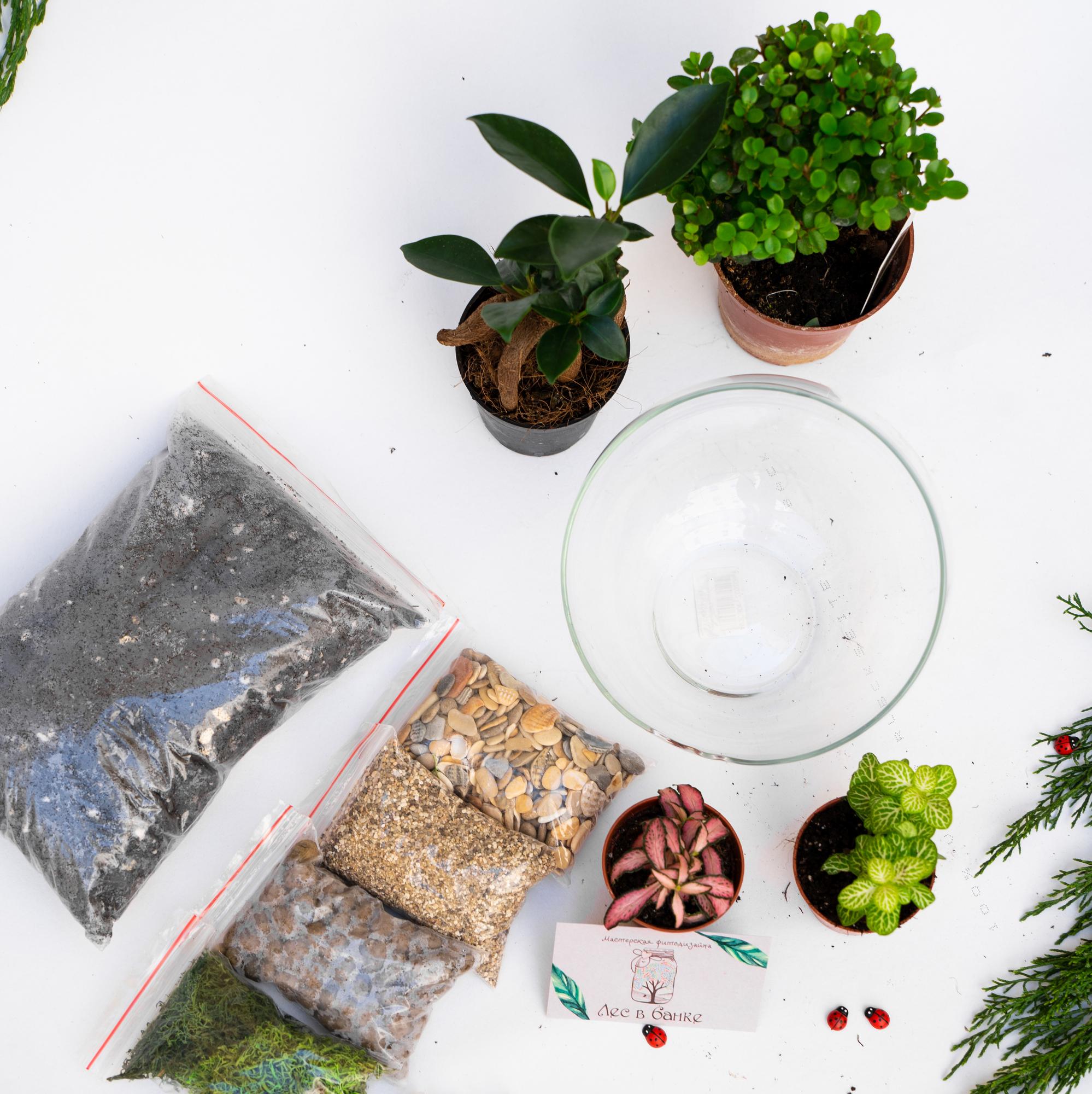 Набор "Бонсай в сфере М"