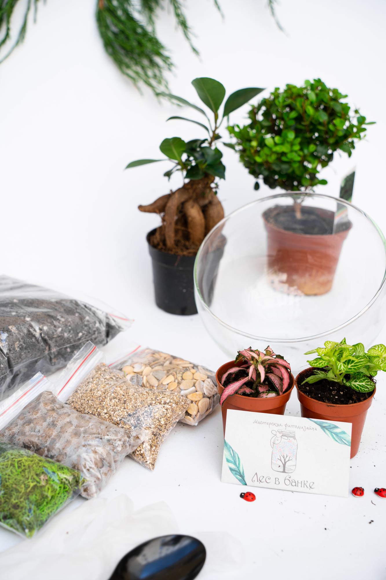 Набор "Бонсай в сфере М"