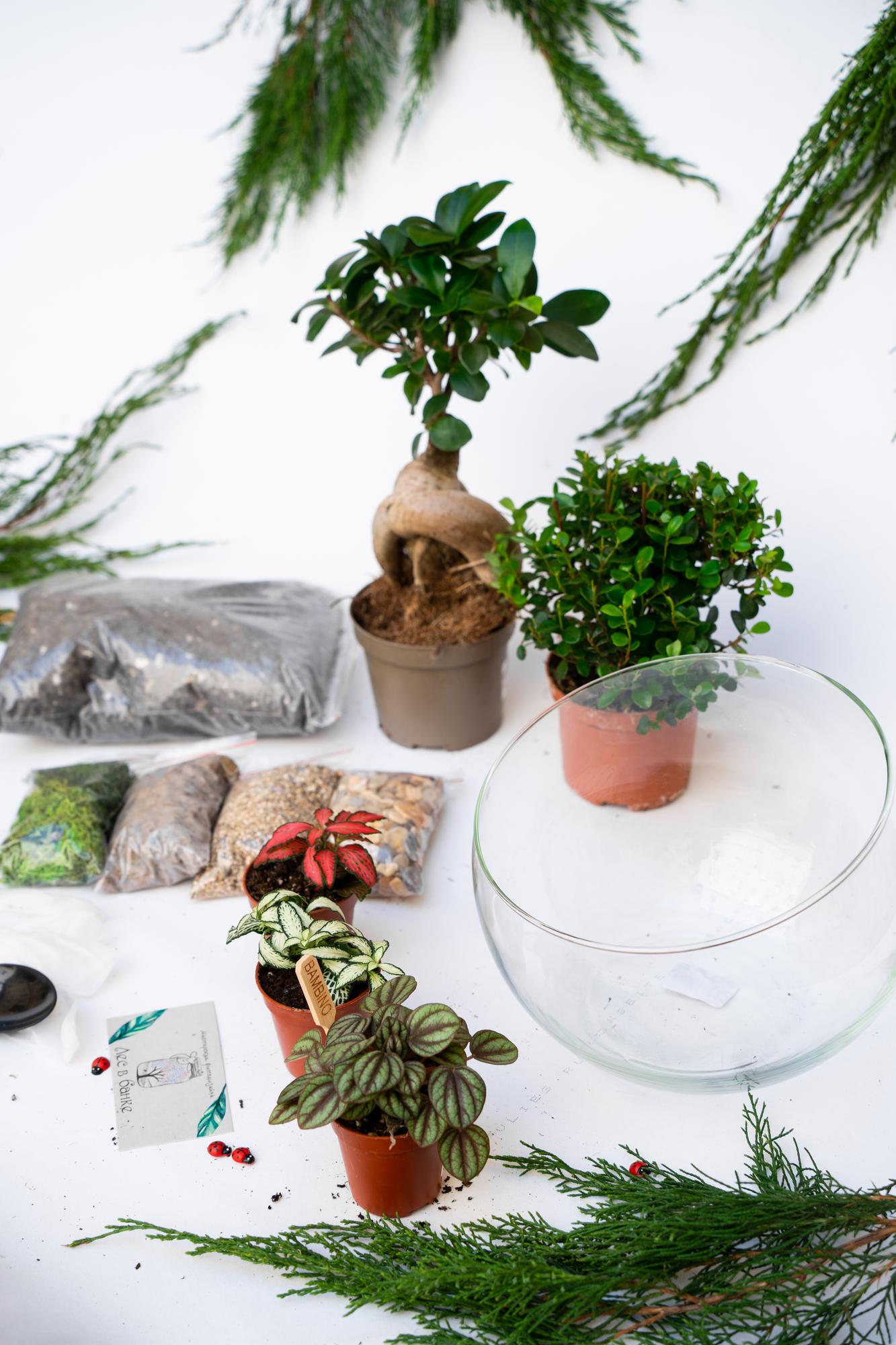 Набор "Бонсай в сфере L"