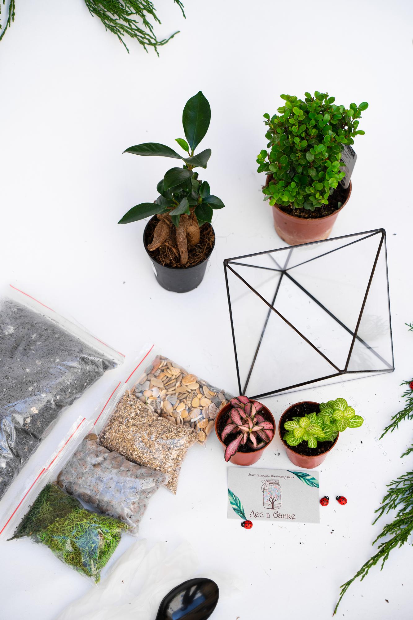 Набор "Бонсай в октаэдре"