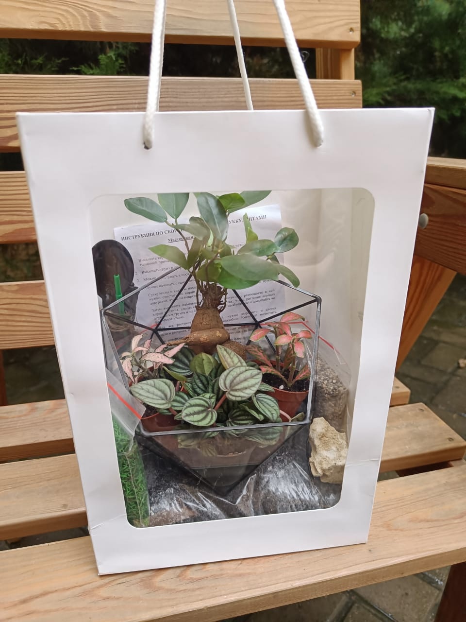 Набор "Бонсай в икосаэдре M"