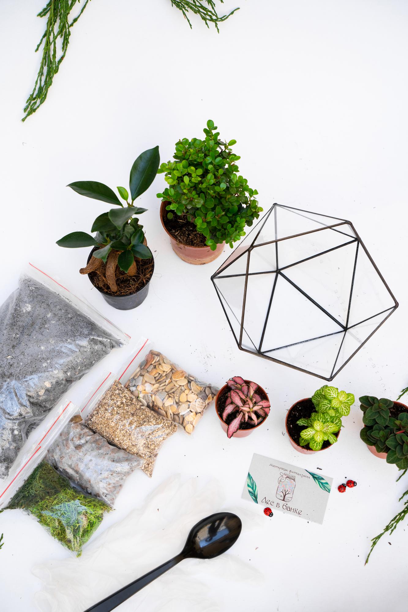 Набор "Бонсай в икосаэдре M"