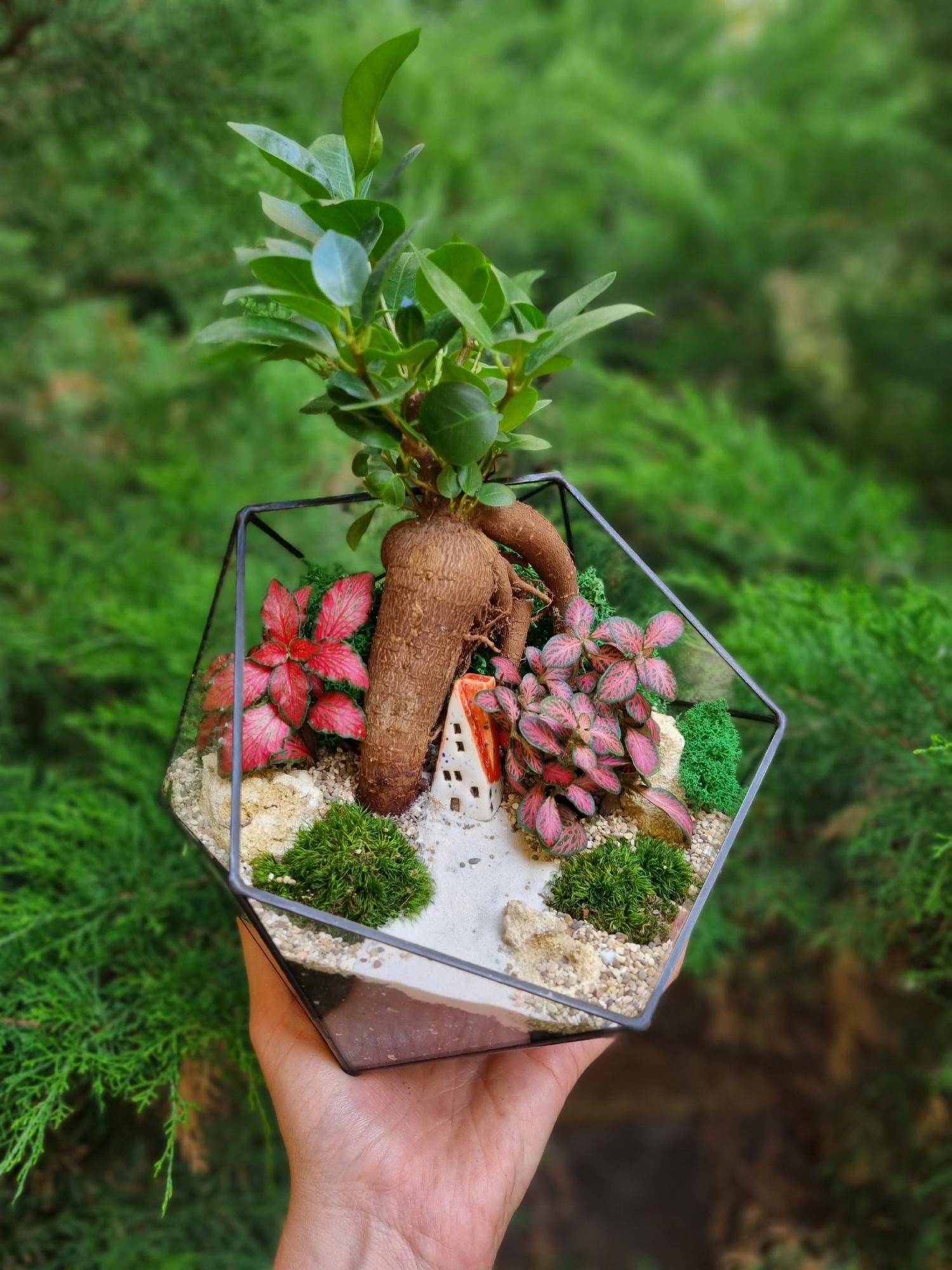 Бонсай в икосаэдре М