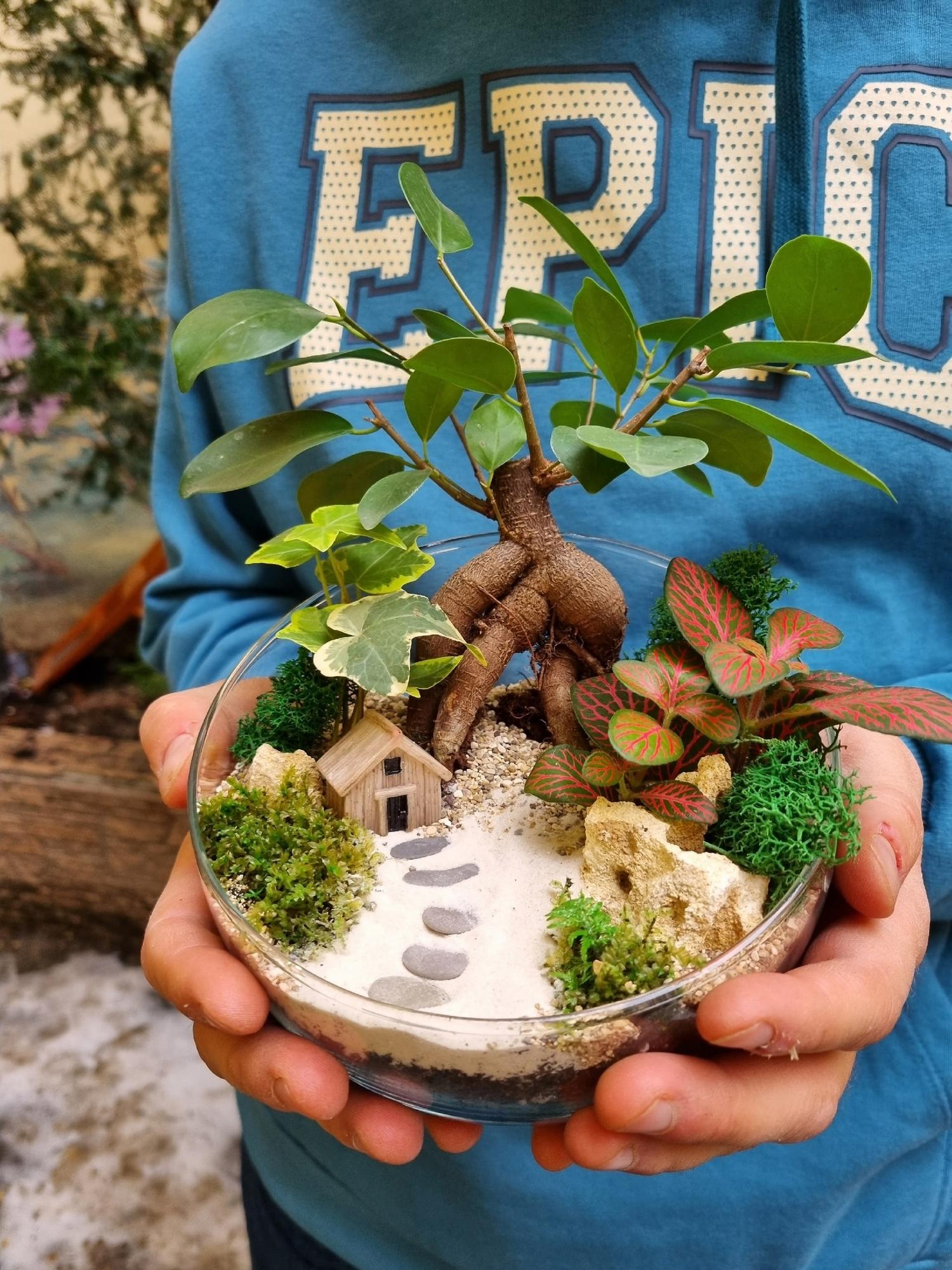 Бонсай Фикус со ступенями (размер М)