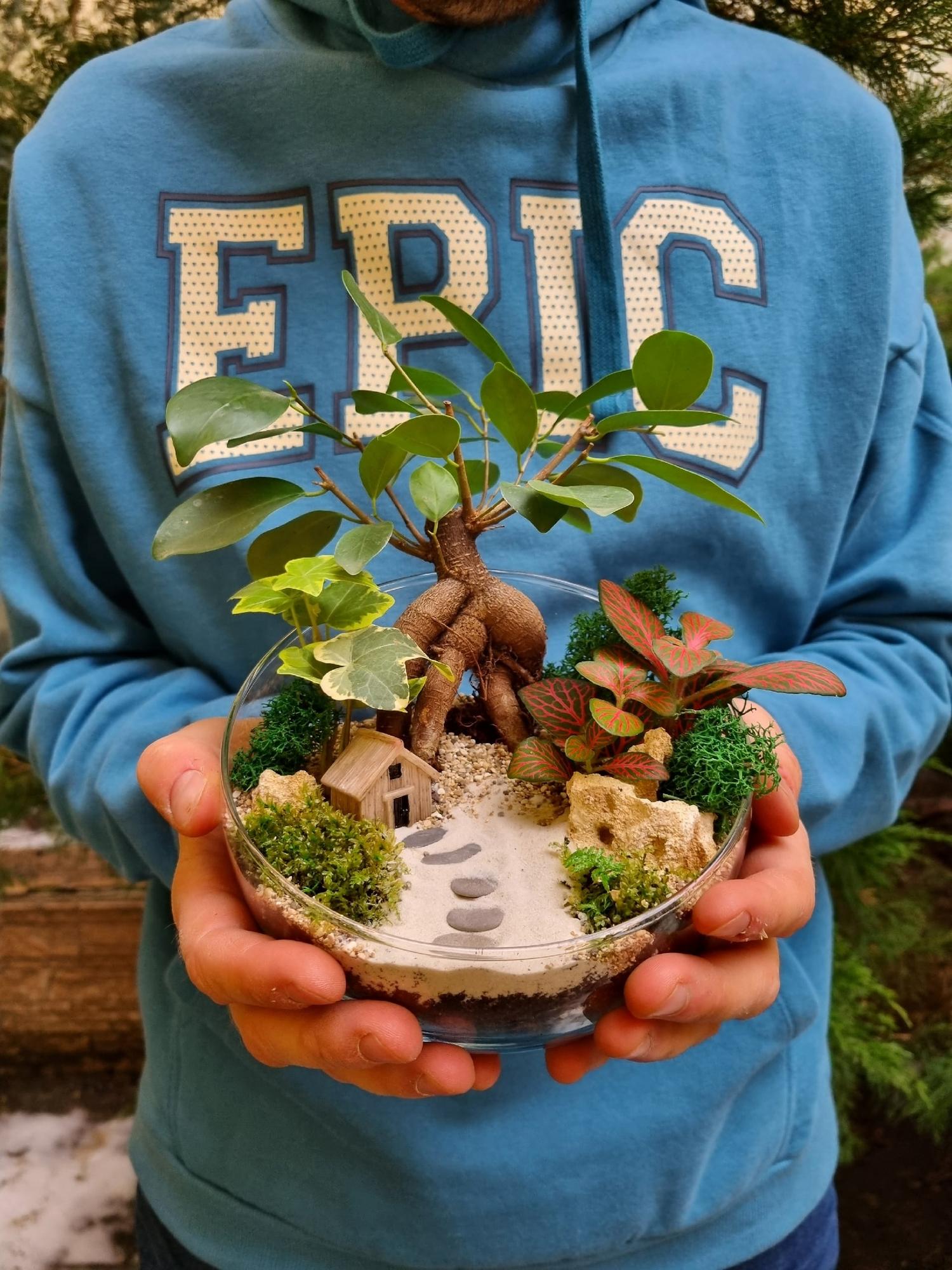 Бонсай Фикус со ступенями (размер М)