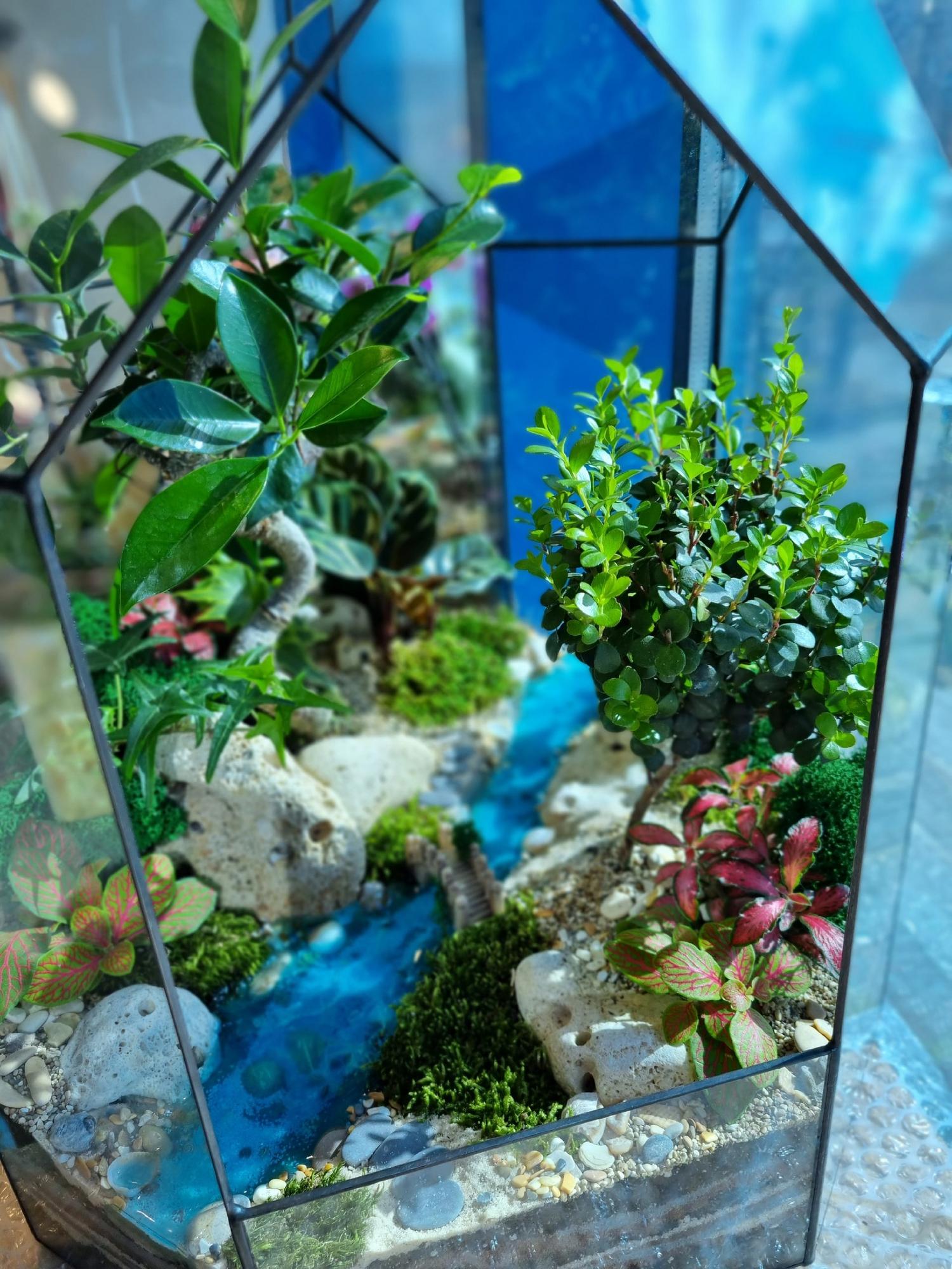 Бонсай в тепличке XXL с двумя бонсаями