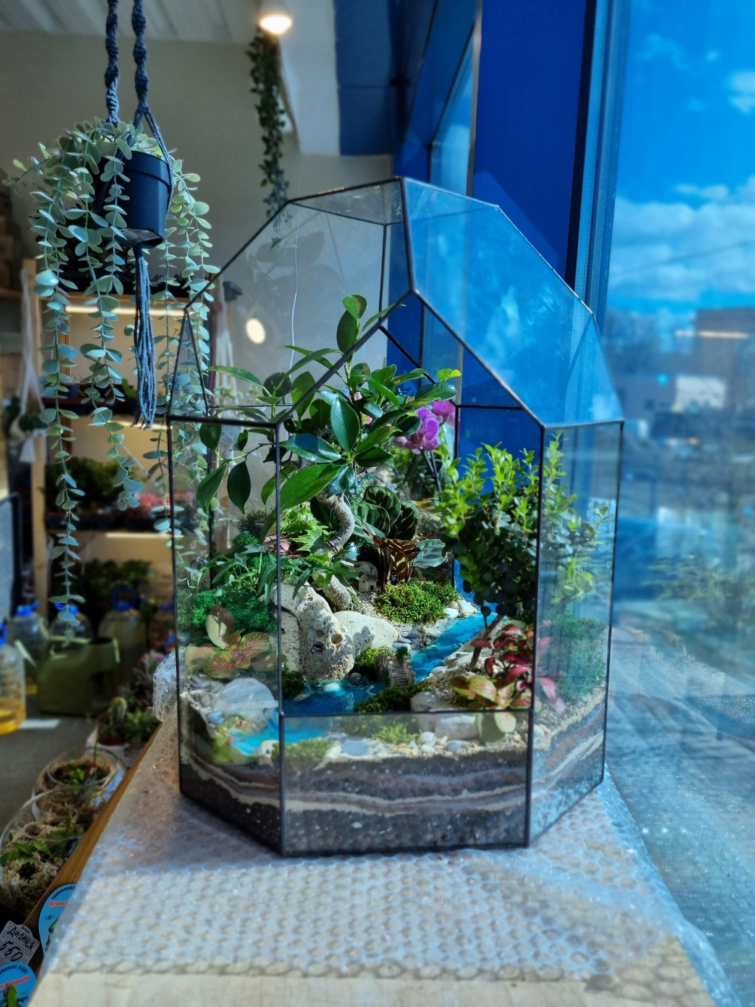 Бонсай в тепличке XXL с двумя бонсаями