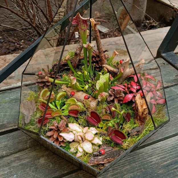 Хищная ферма №2 в капле XL 40 см