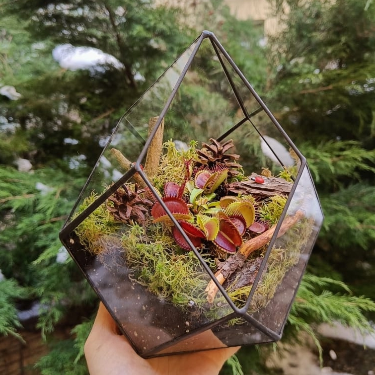 Хищник в ромбокапле М