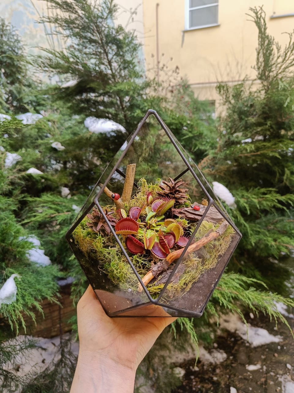 Хищник в ромбокапле М