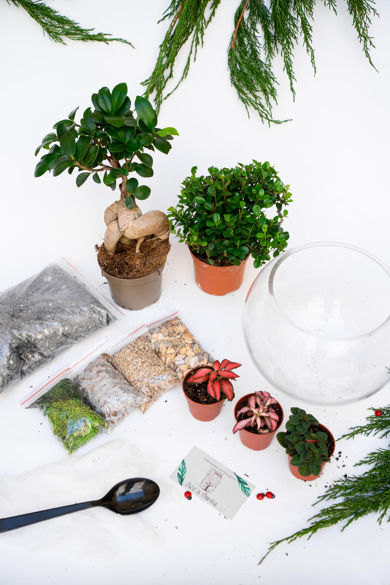 Набор "Бонсай в шаре М"