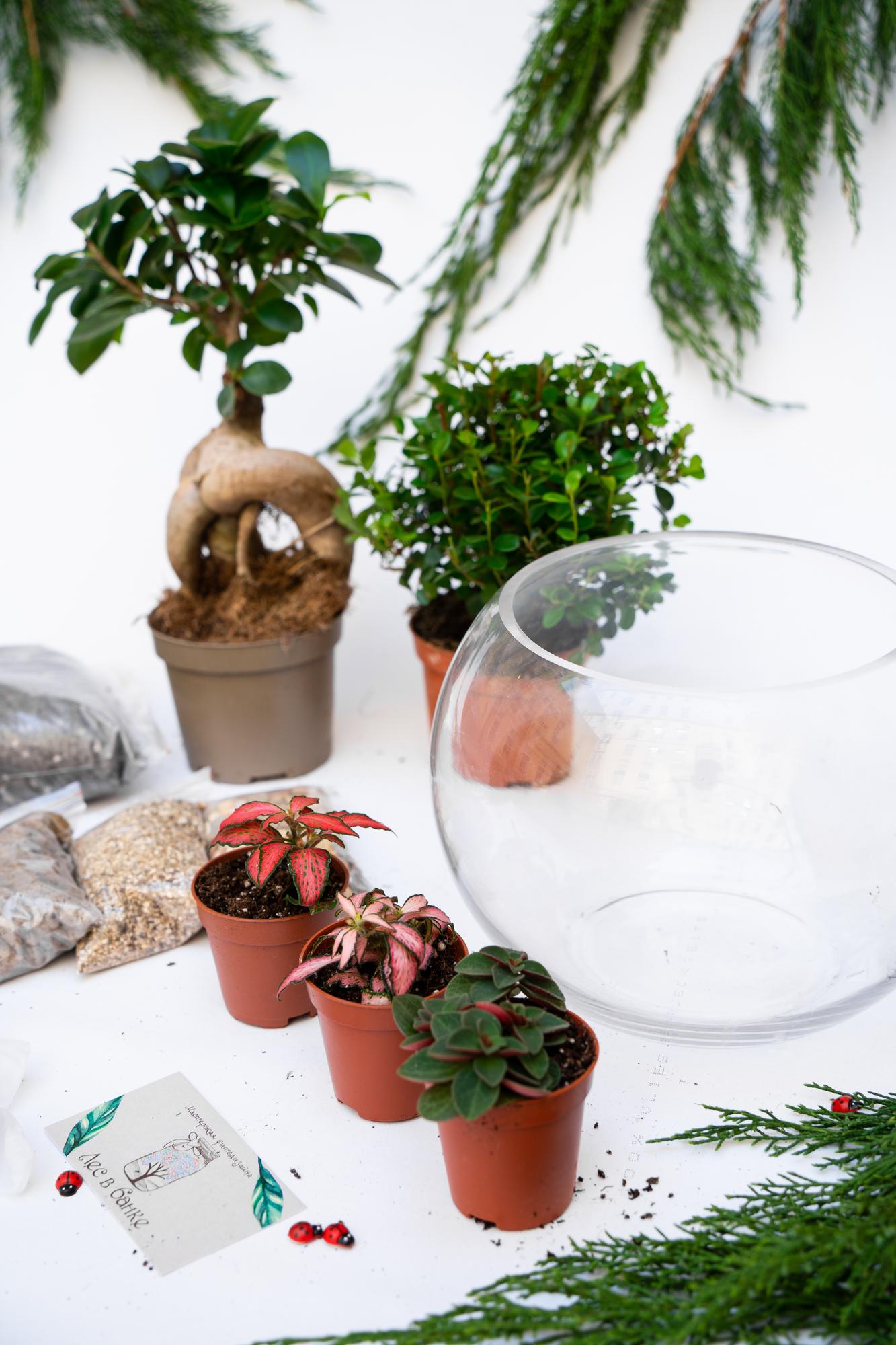 Набор "Бонсай в шаре М"