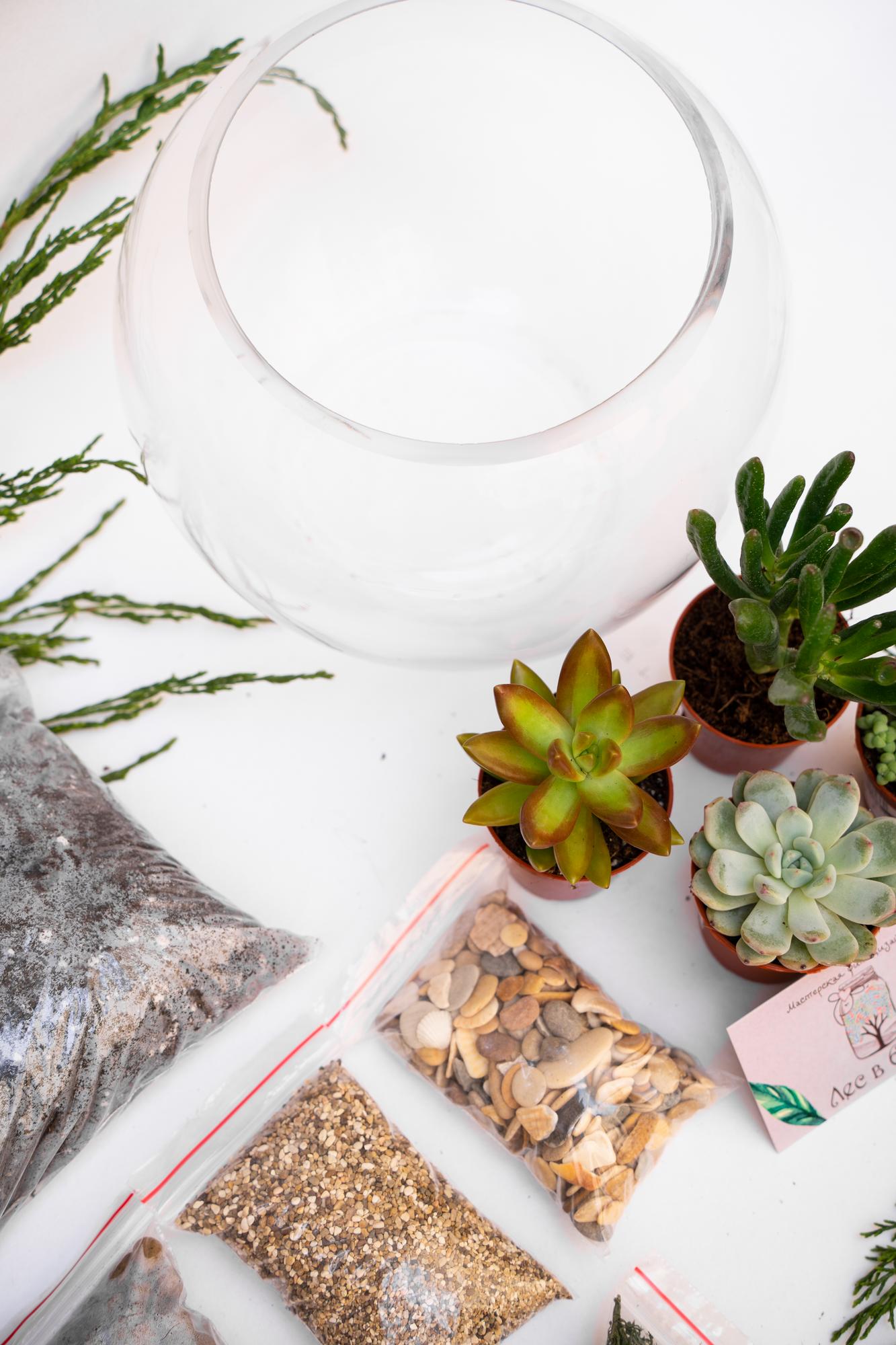 Набор "Суккуленты в шаре М"