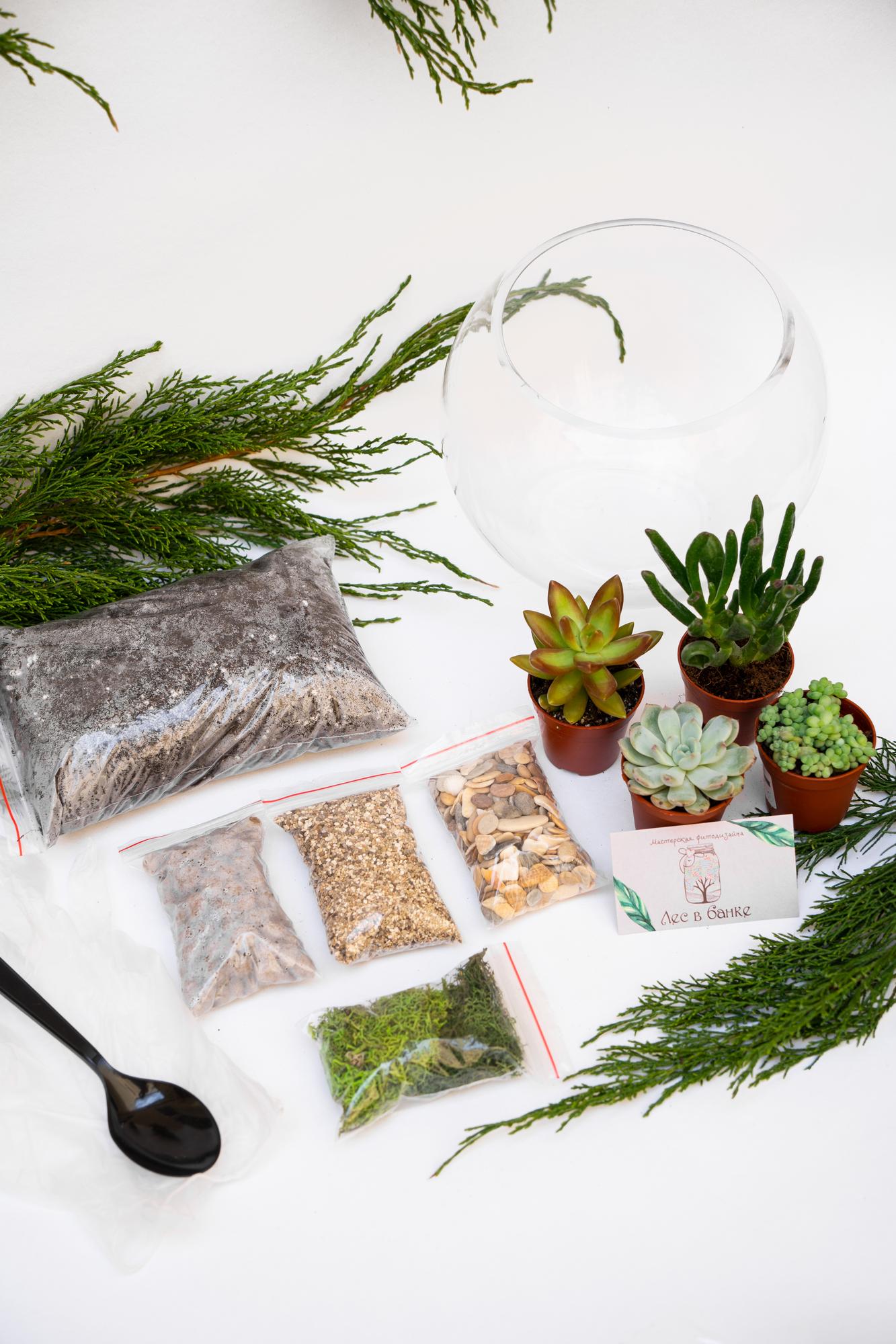 Набор "Суккуленты в шаре М"