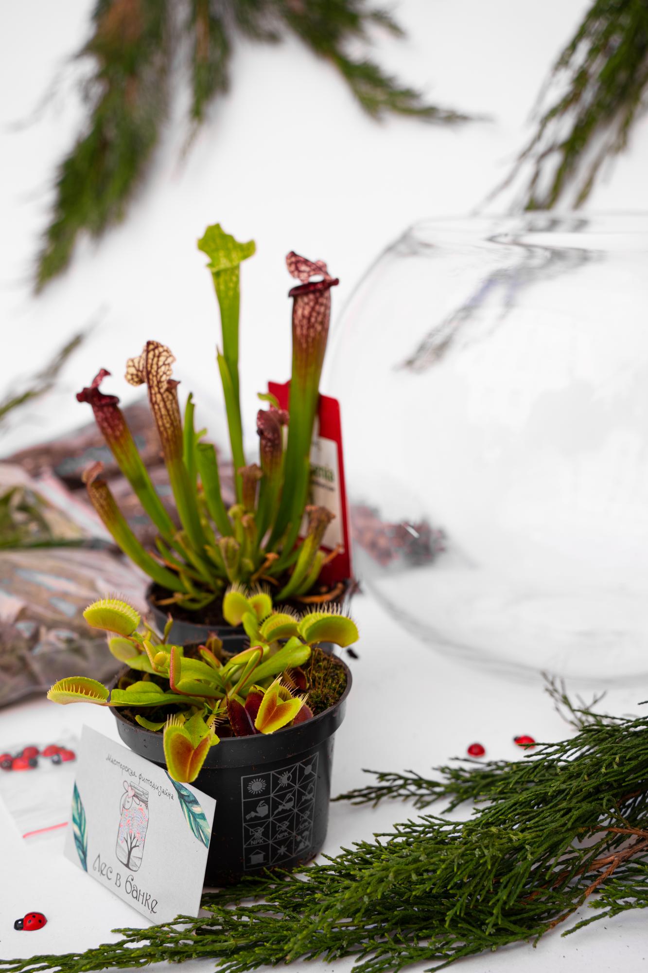 Набор "Хищная ферма в шаре"