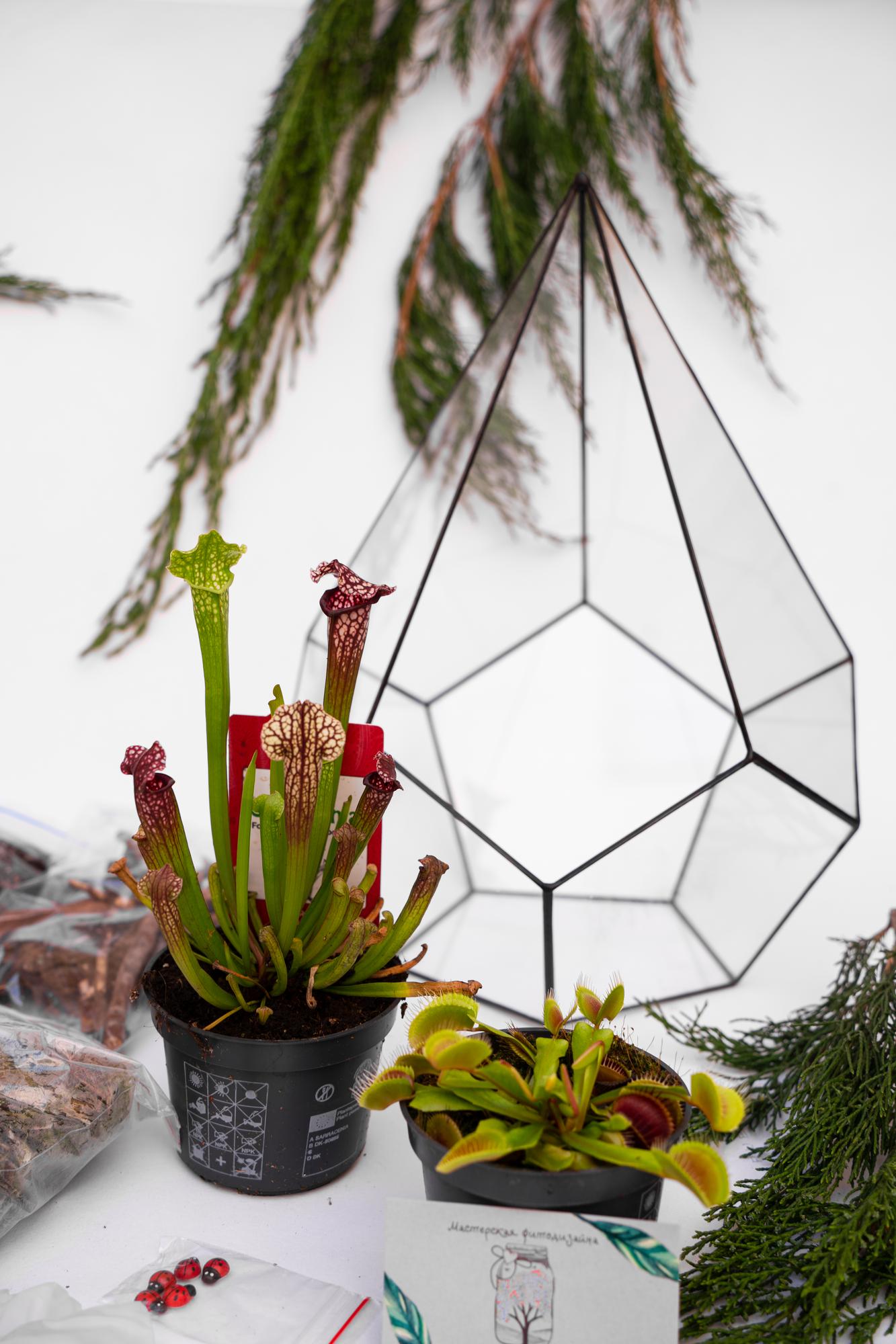 Набор "Хищная ферма в капле L"