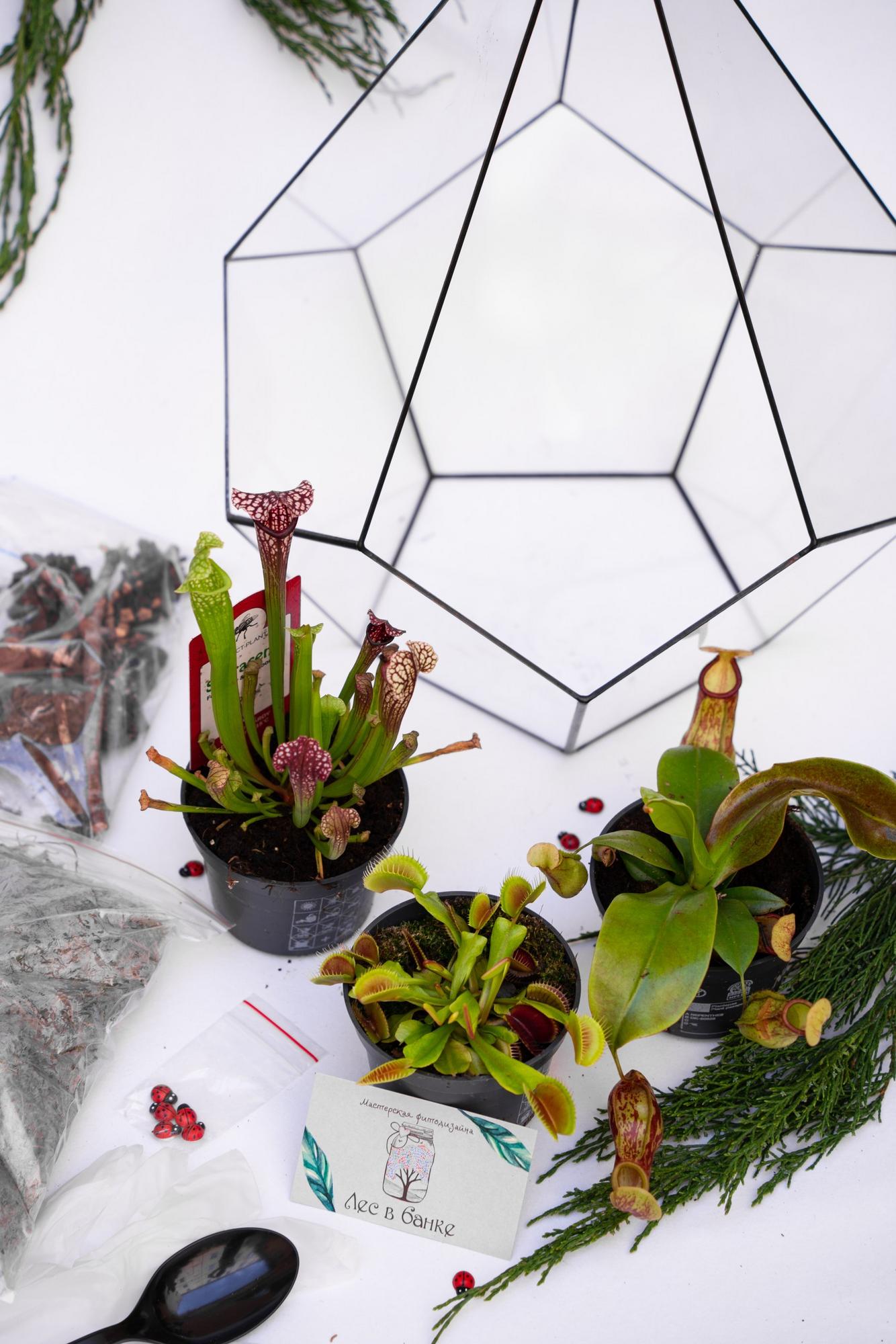 Набор "Хищная ферма в капле XL"