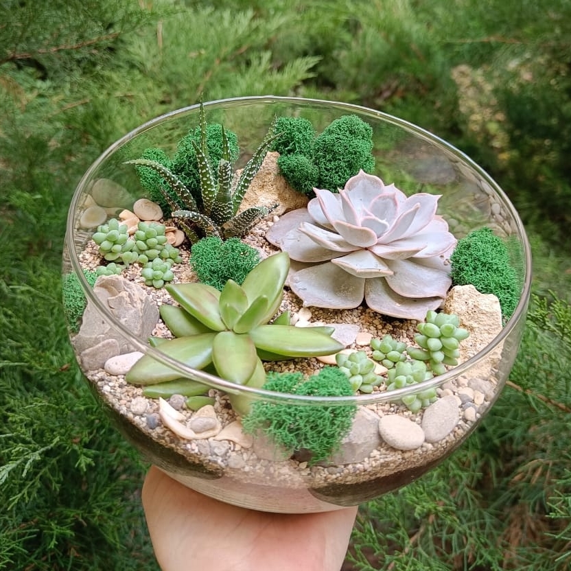 Набор "Суккуленты в cфере L"