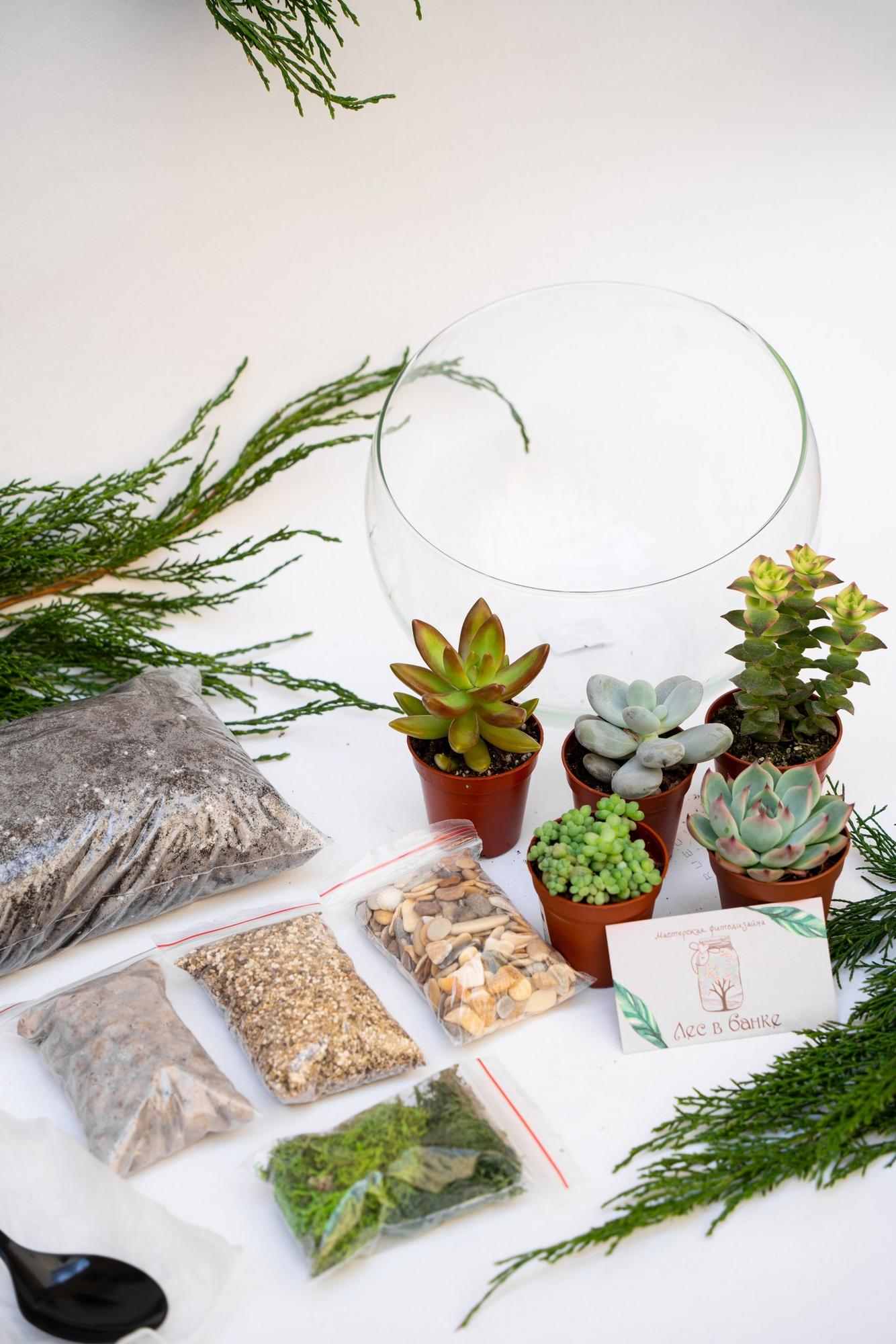 Набор "Суккуленты в cфере L"