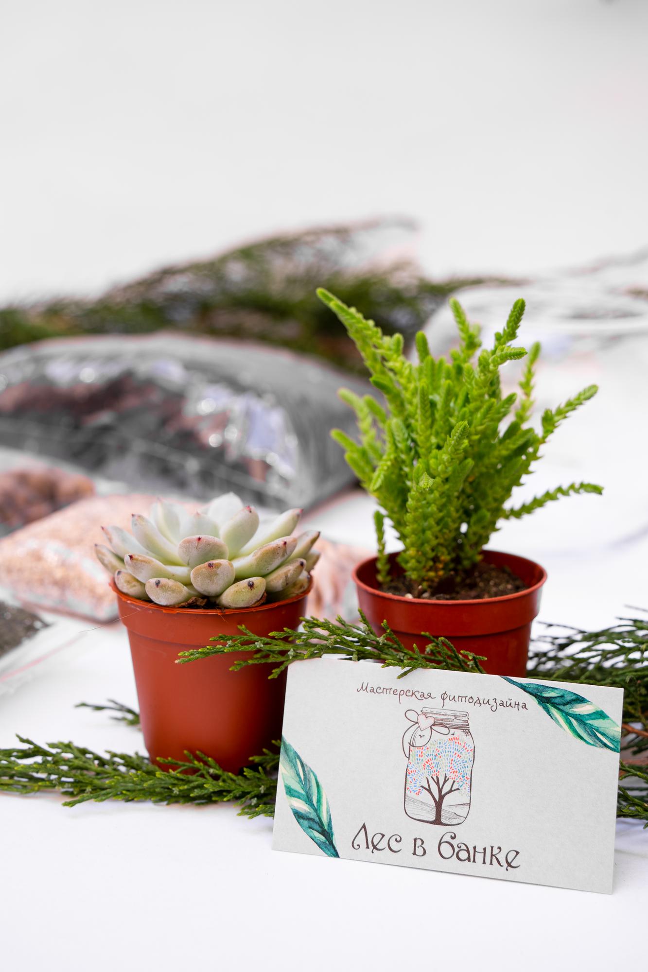 Набор "Суккуленты в капле S"