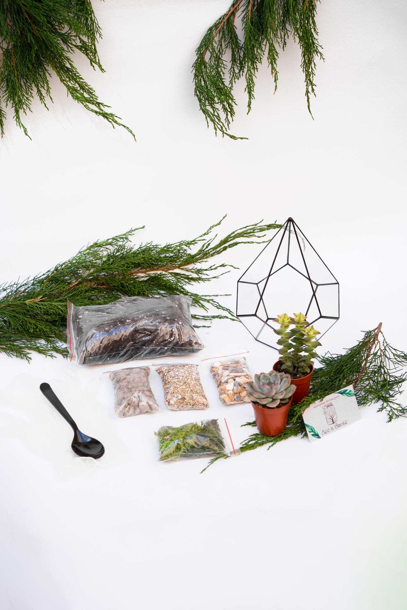 Набор "Суккуленты в капле S"