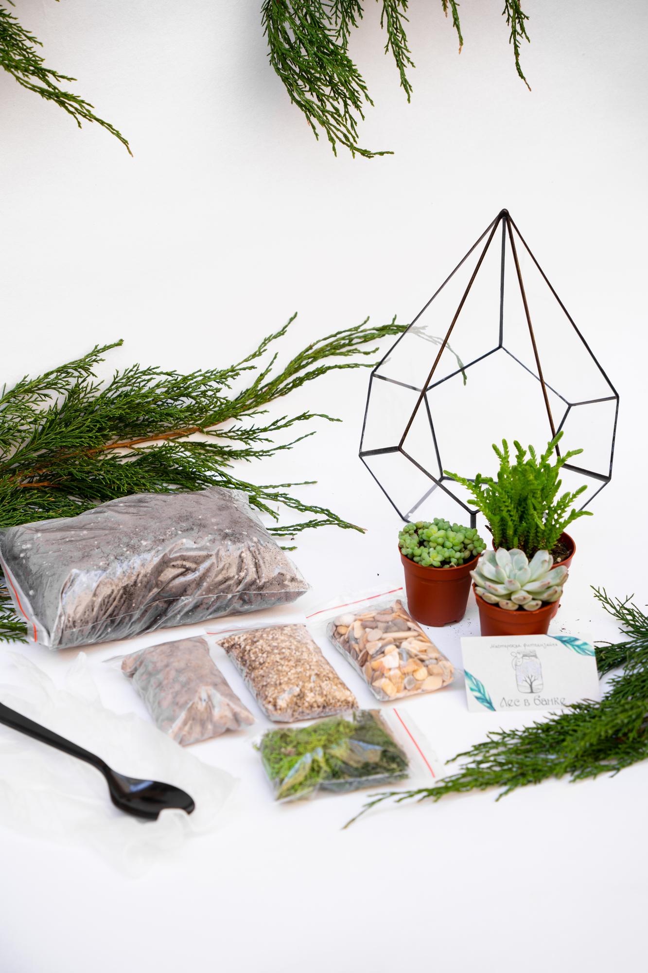 Набор "Суккуленты в капле М"