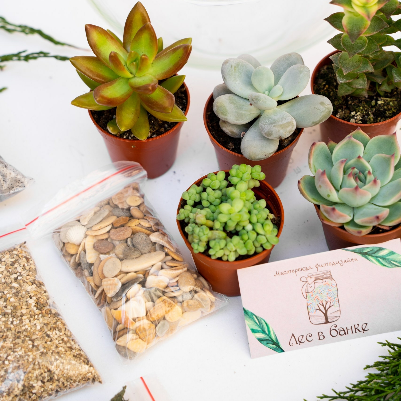 Набор "Суккуленты в икосаэдре L"