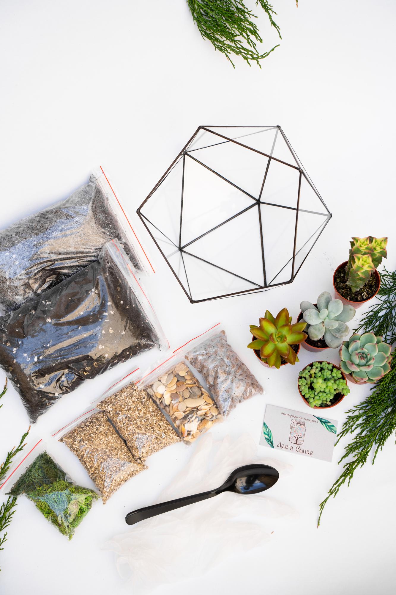 Набор "Суккуленты в икосаэдре L"