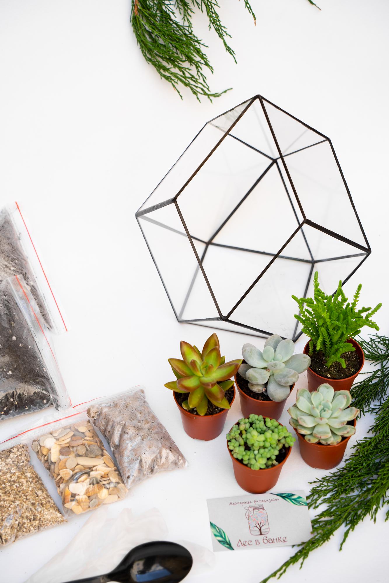 Набор "Суккуленты в ромбокапле М"