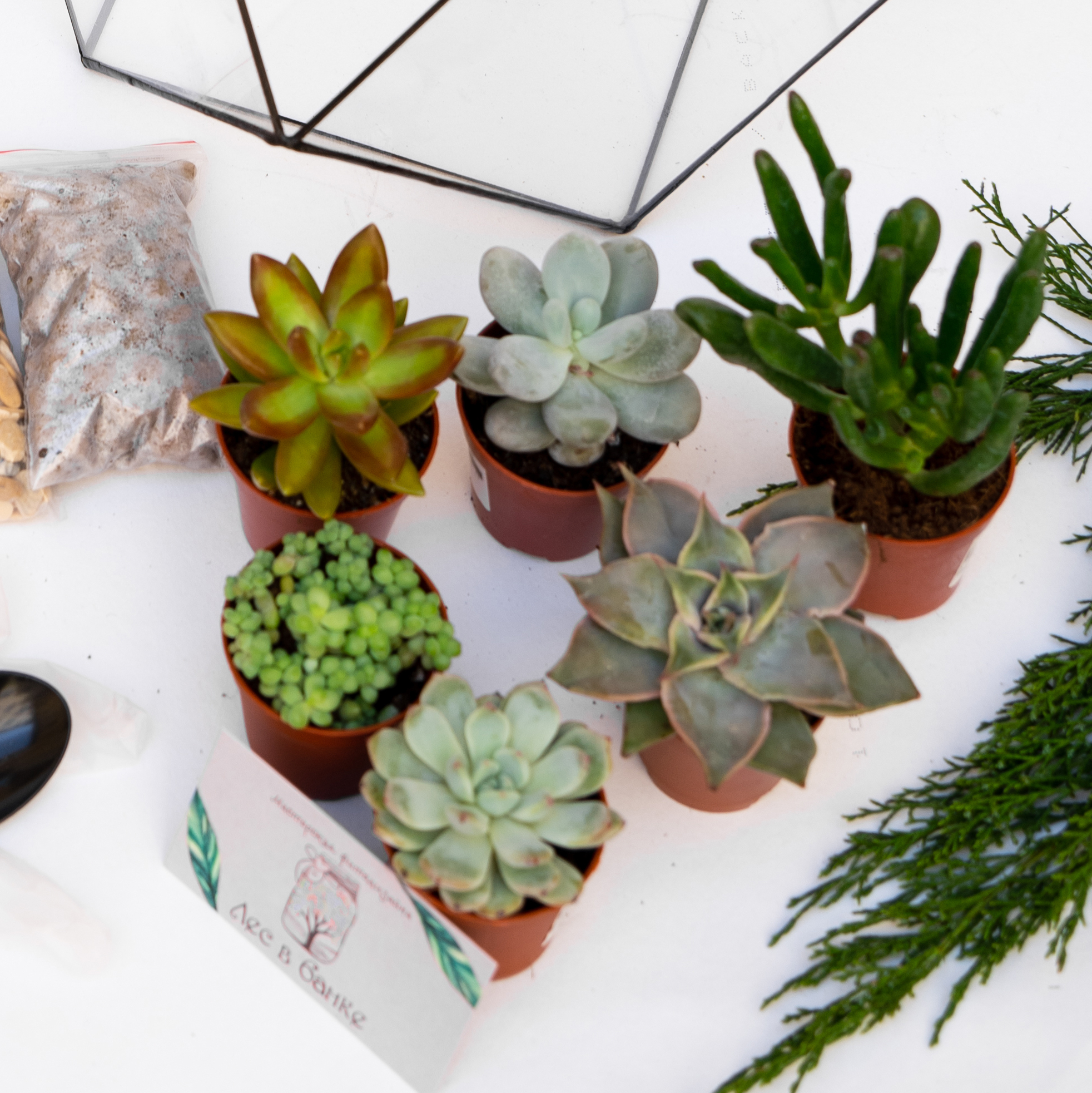 Набор "Суккуленты в ромбокапле L"