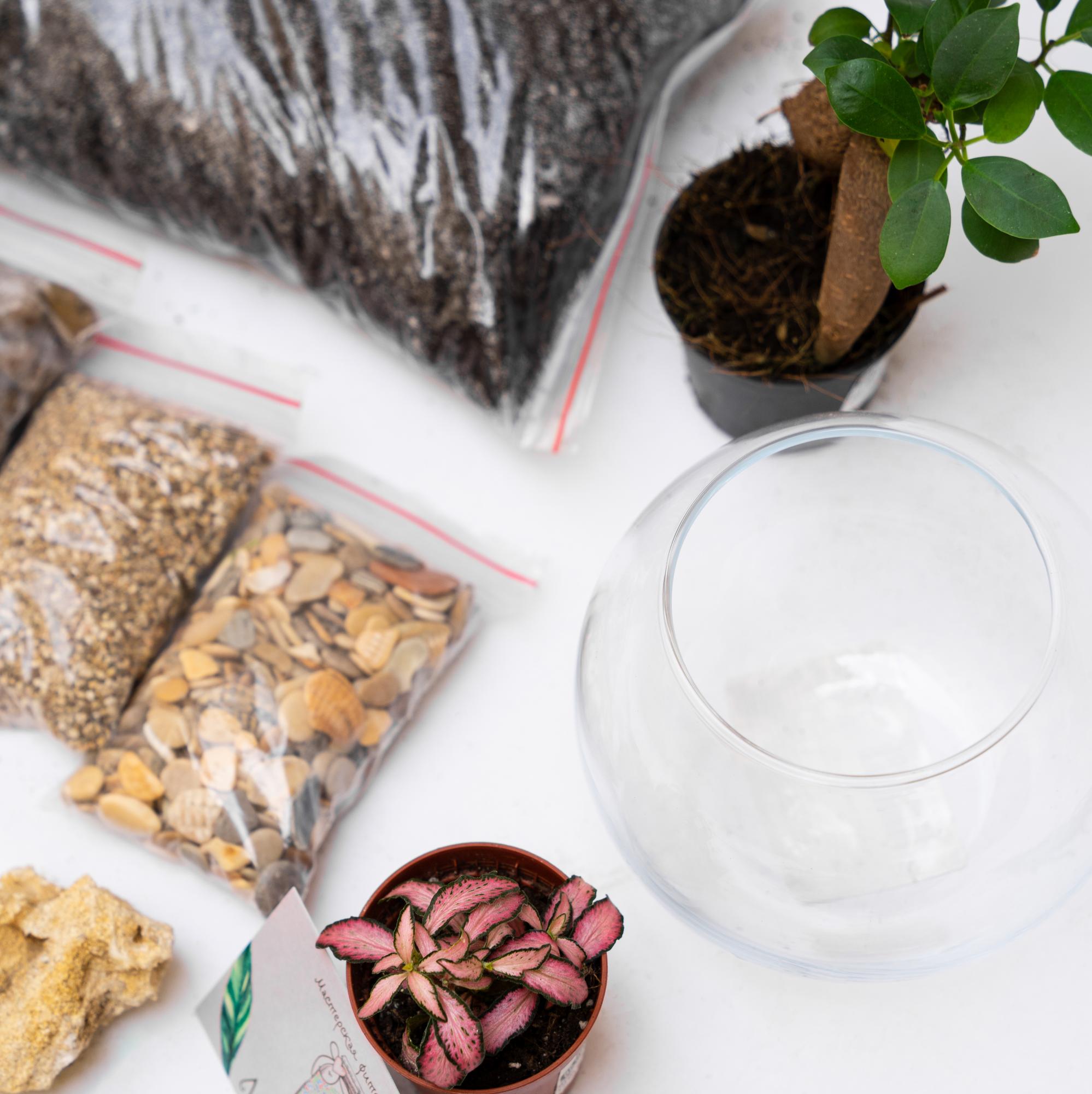 Набор "Бонсай в шаре S"