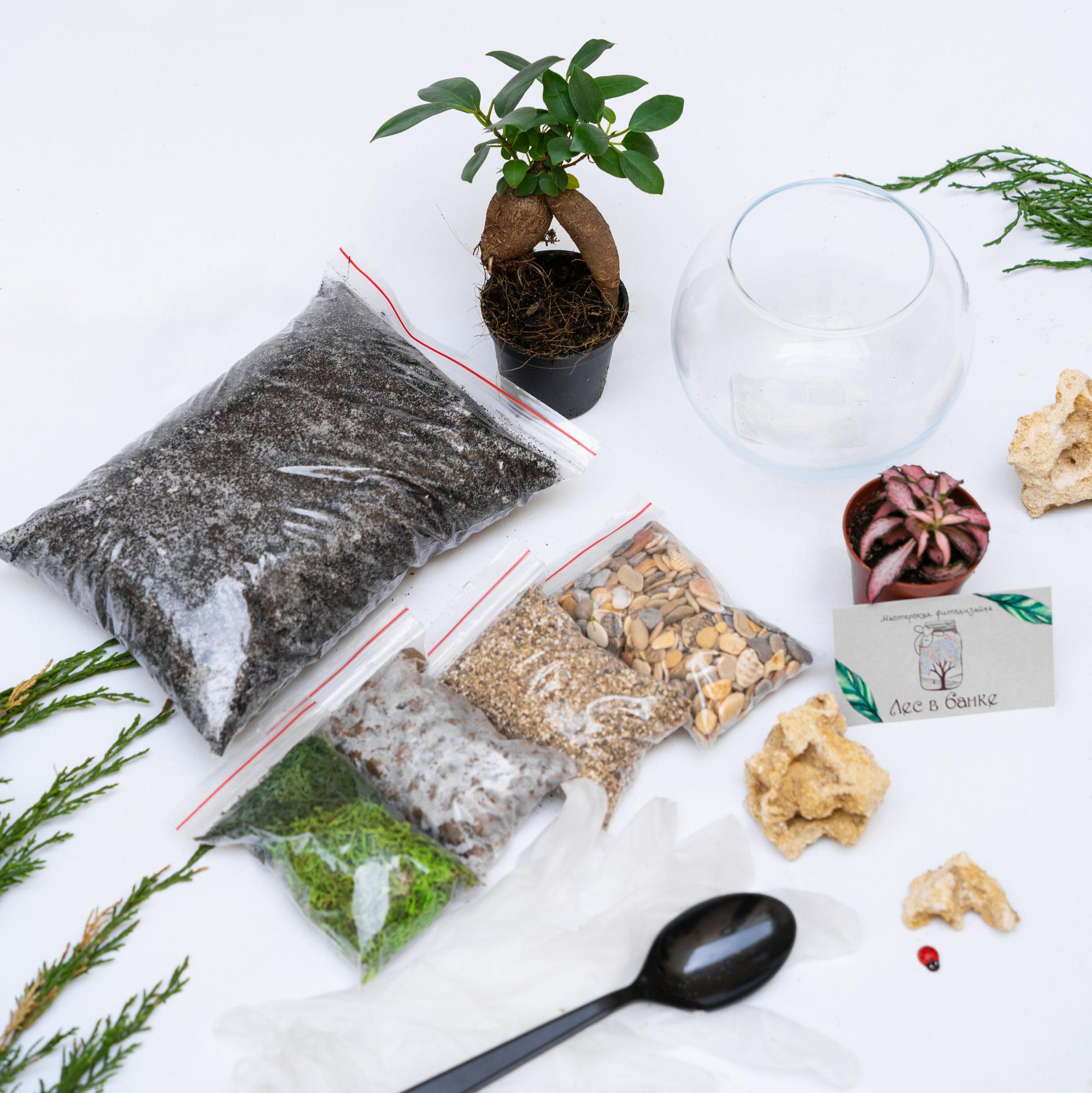 Набор "Бонсай в шаре S"