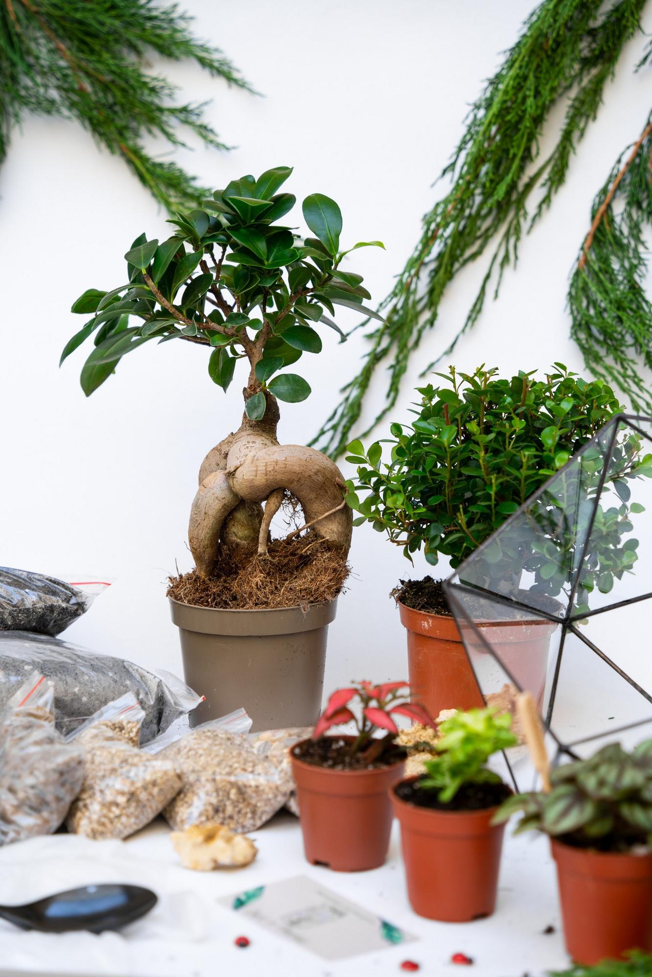 Набор "Бонсай в икосаэдре L"