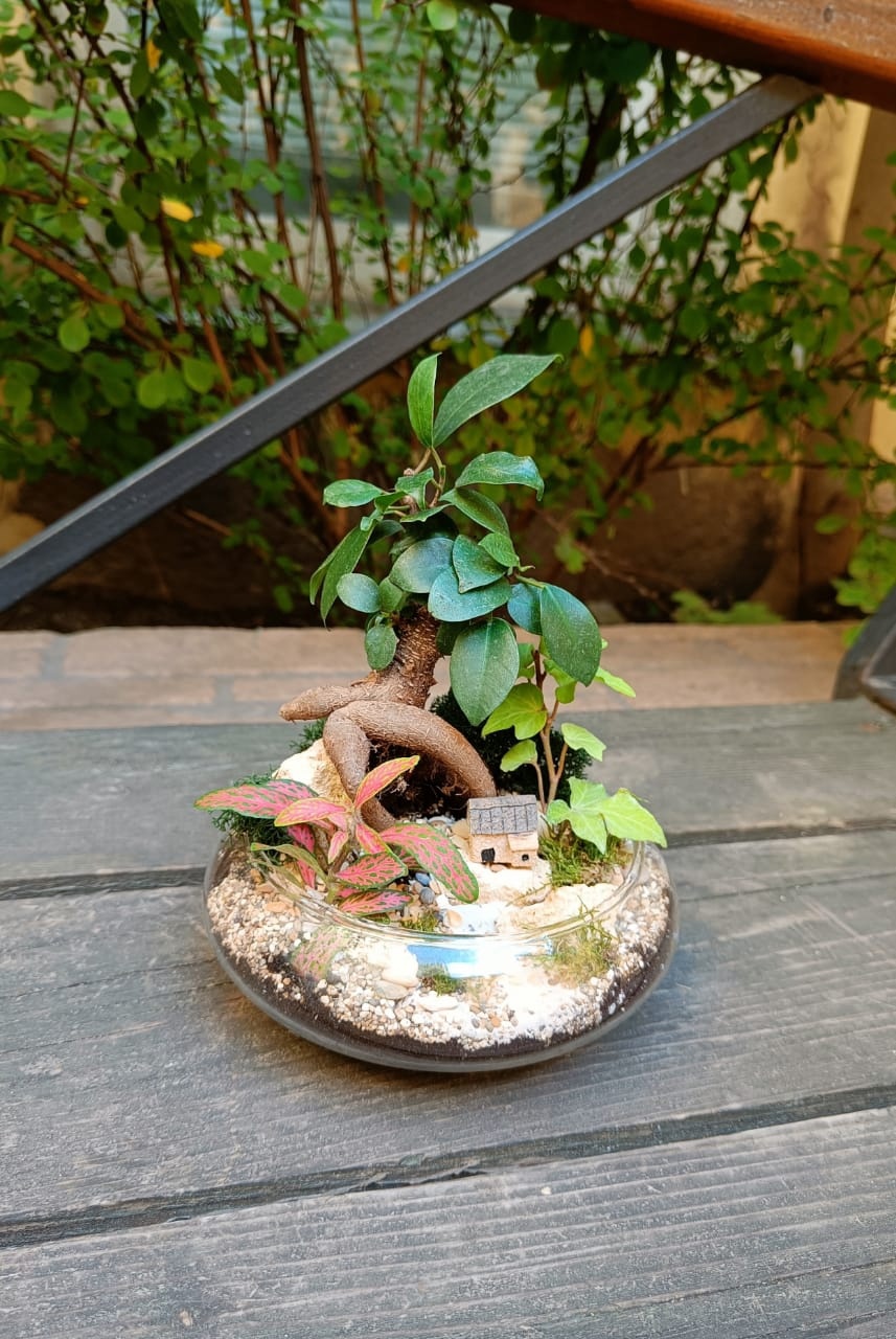 Бонсай Фикус в плошке (размер М)