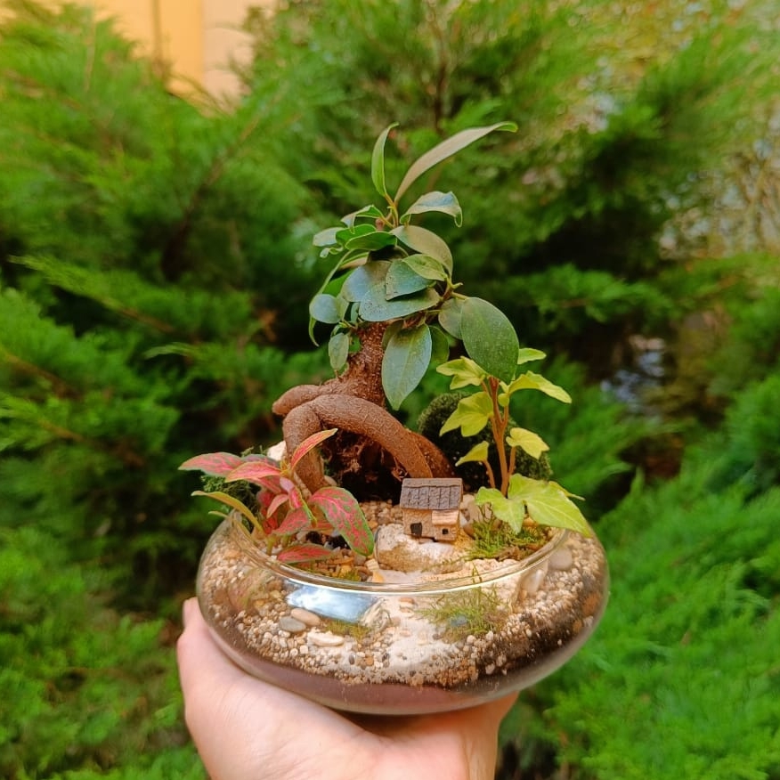 Бонсай Фикус в плошке (размер М)