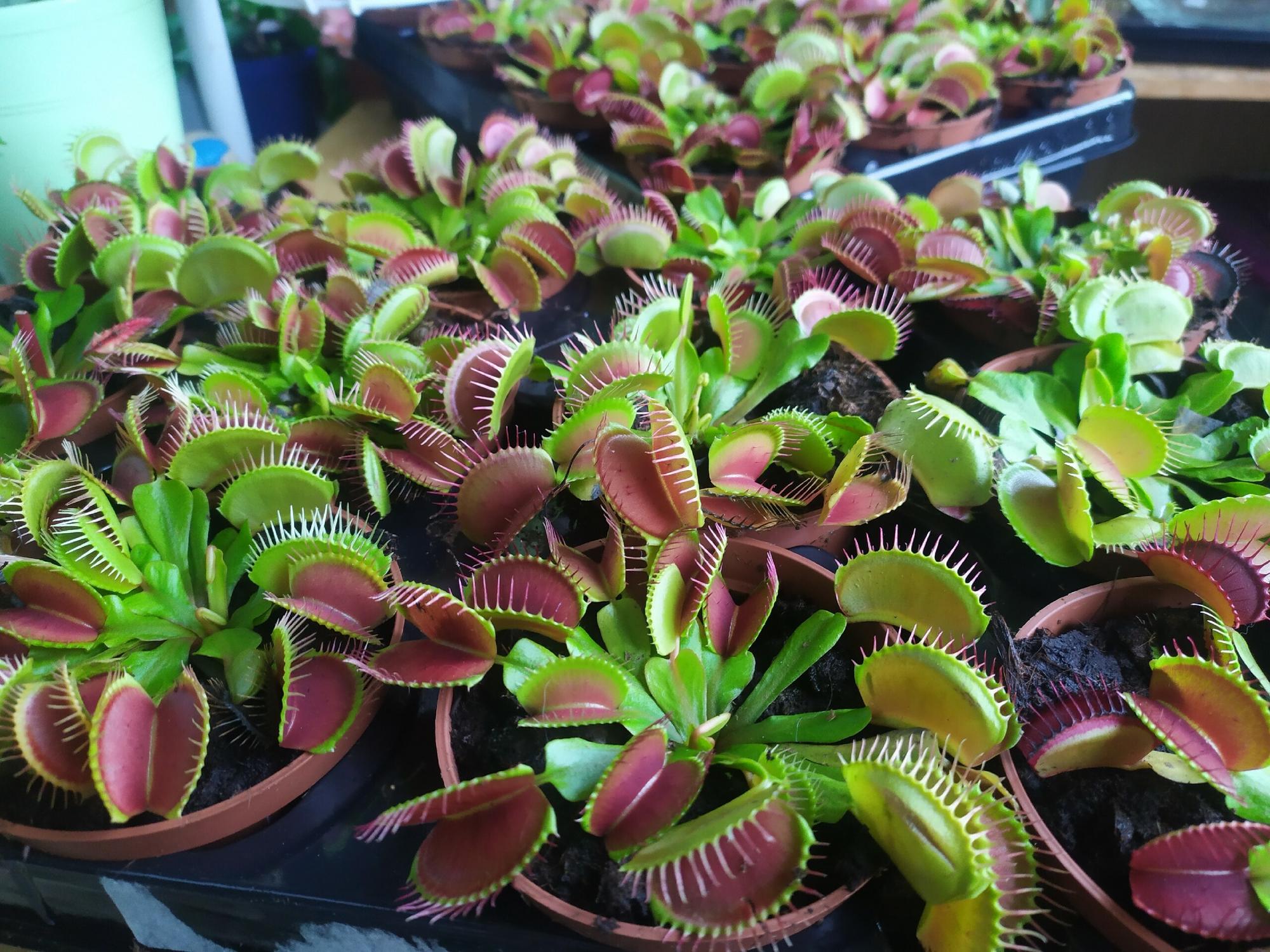 Венерина мухоловка d9