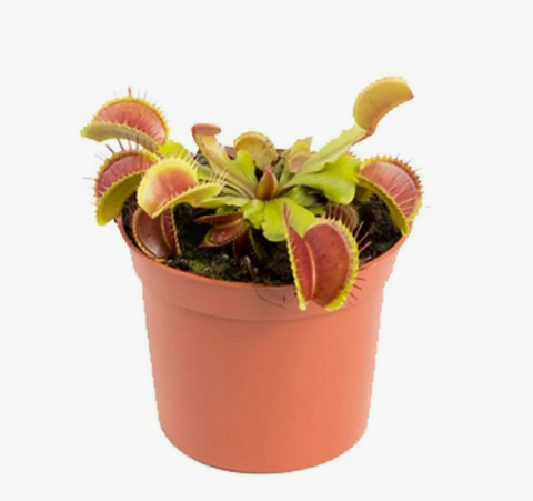 Венерина мухоловка d9