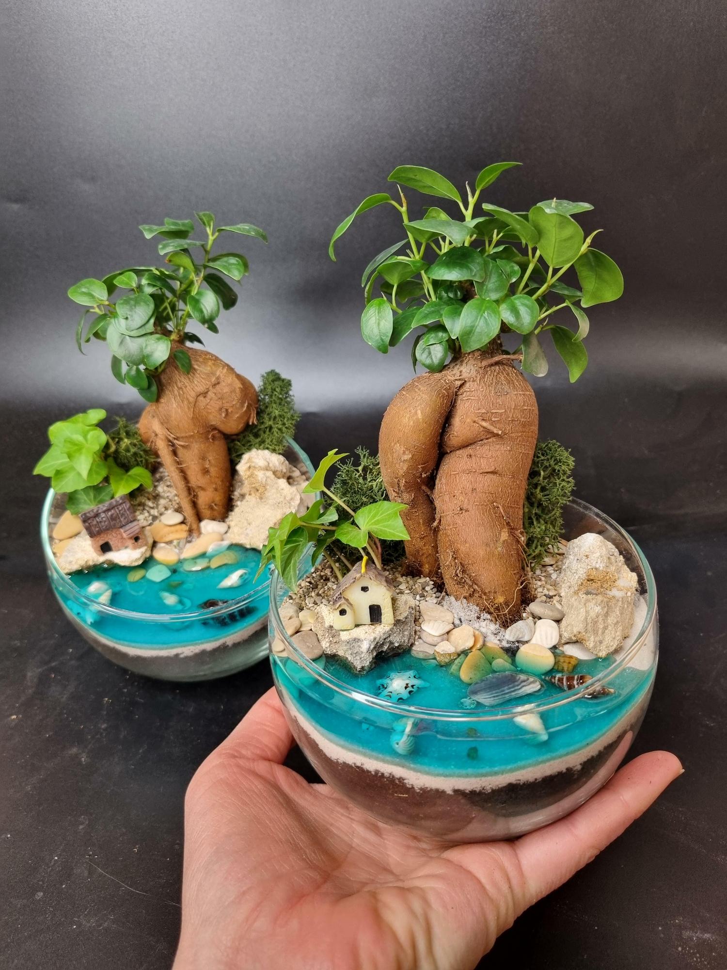 Бонсай Фикус в сфере S с имитацией воды