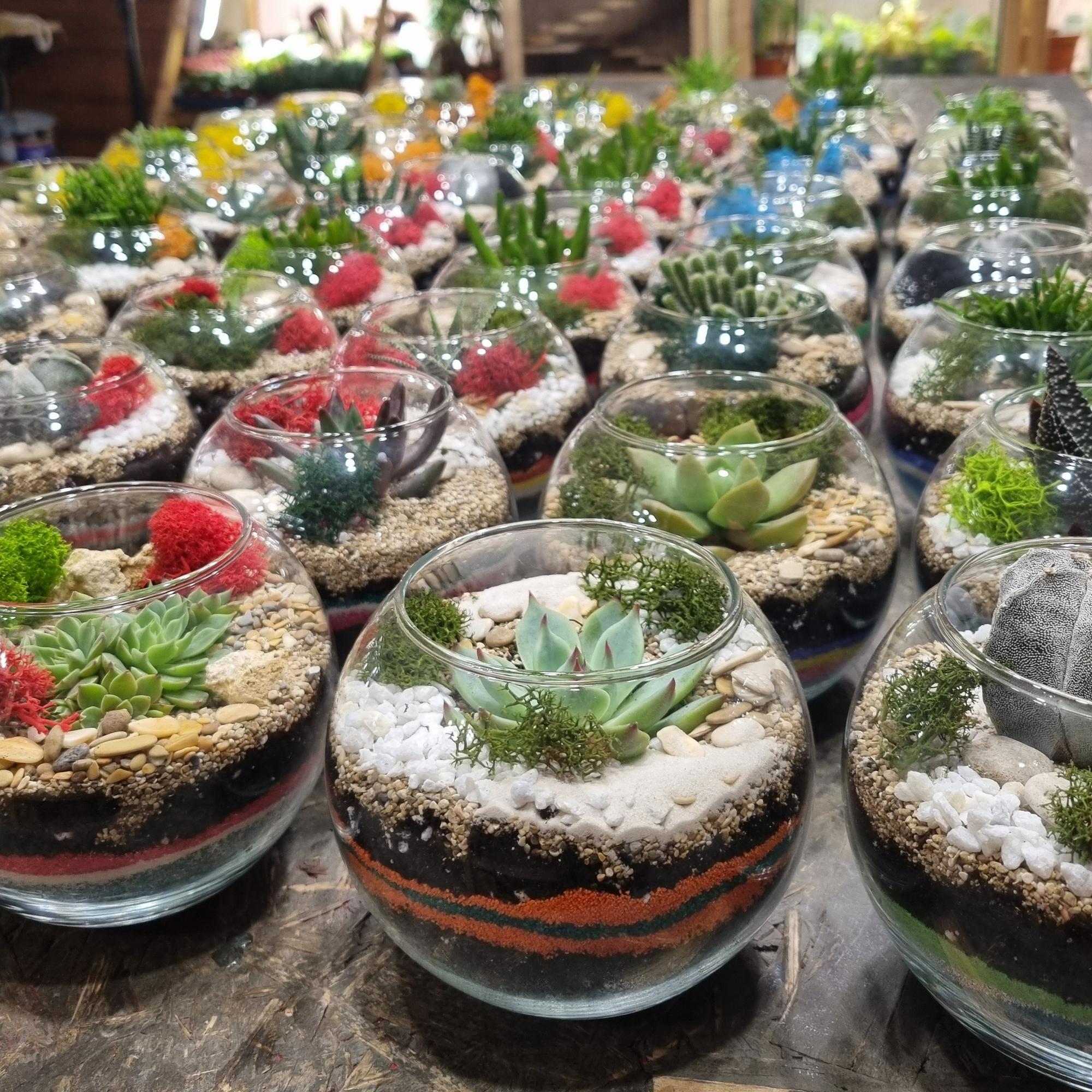 Шарик S с суккулентом